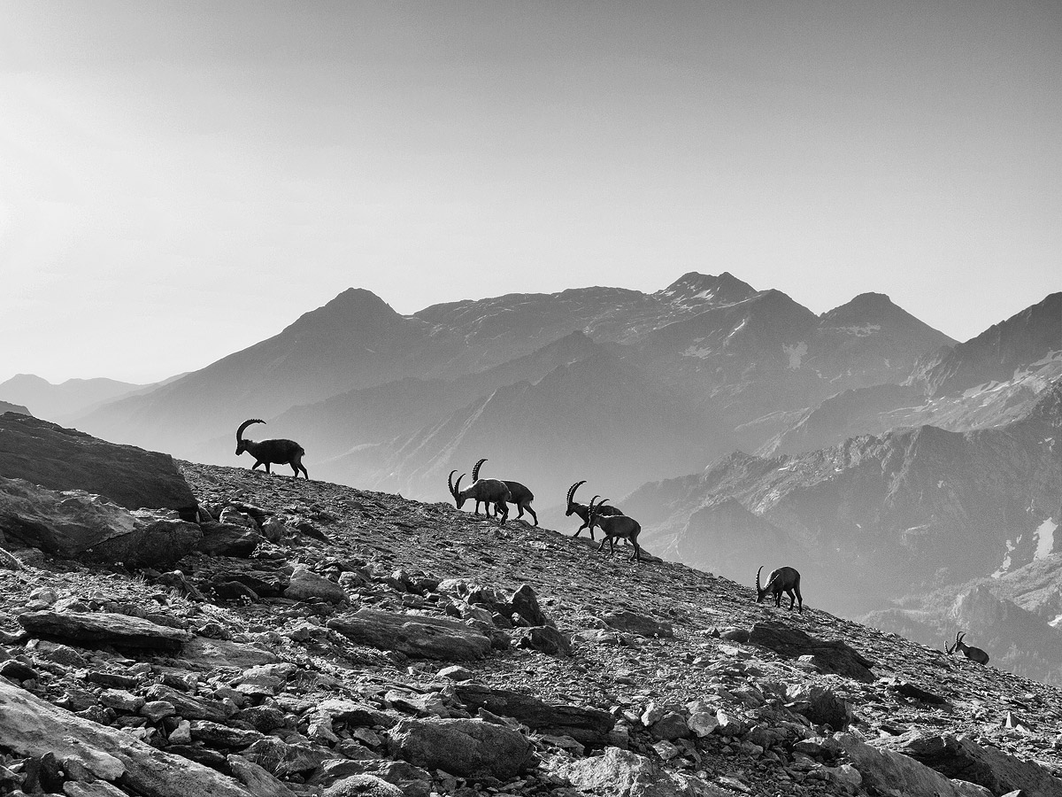 Ibex climbing up to the Uja di Ciamarella