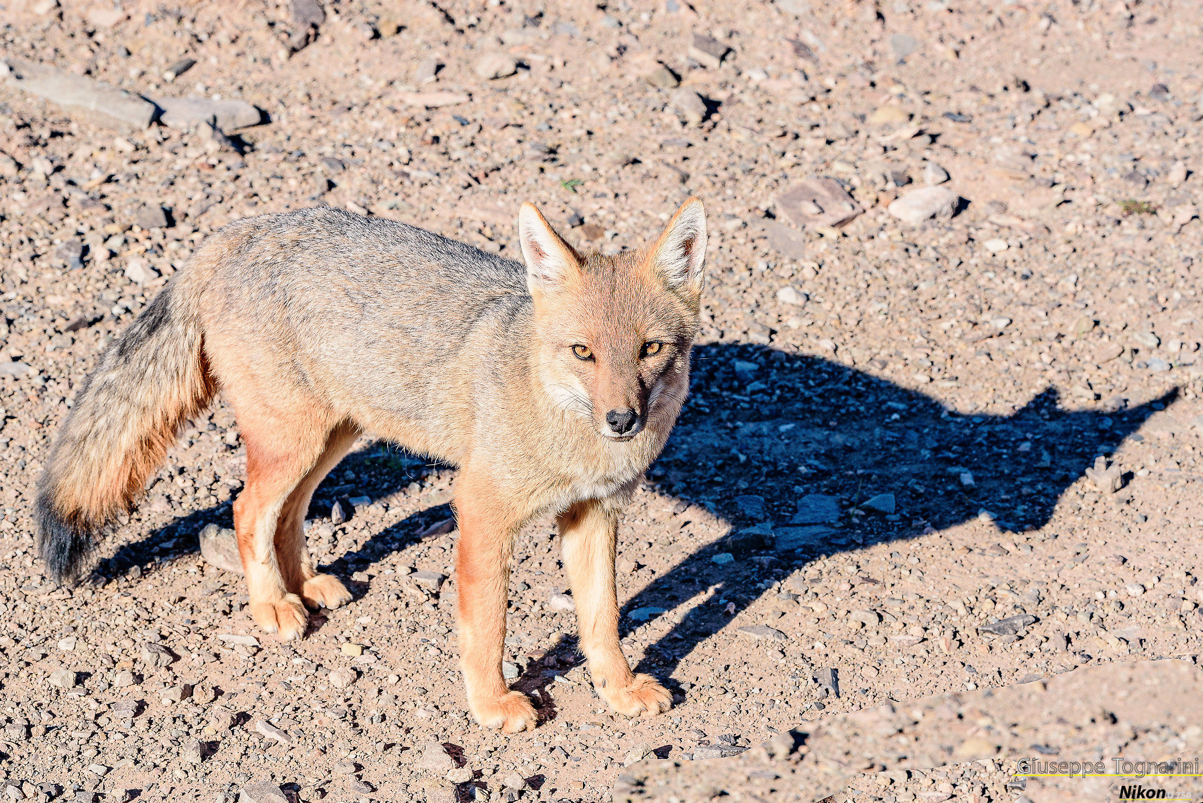 Red fox (Lycalopex culpaeus)