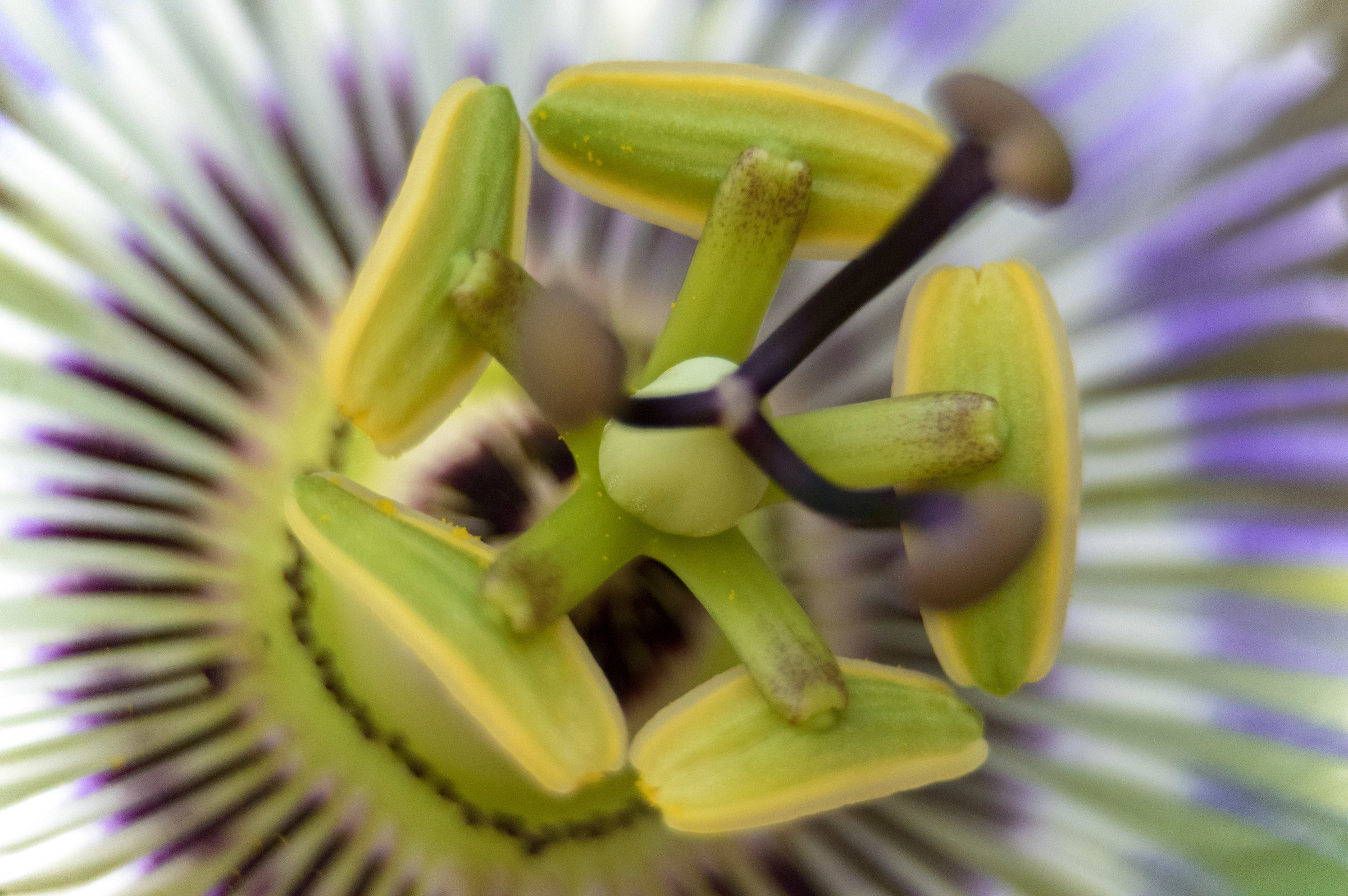 Fiore di Passiflora
