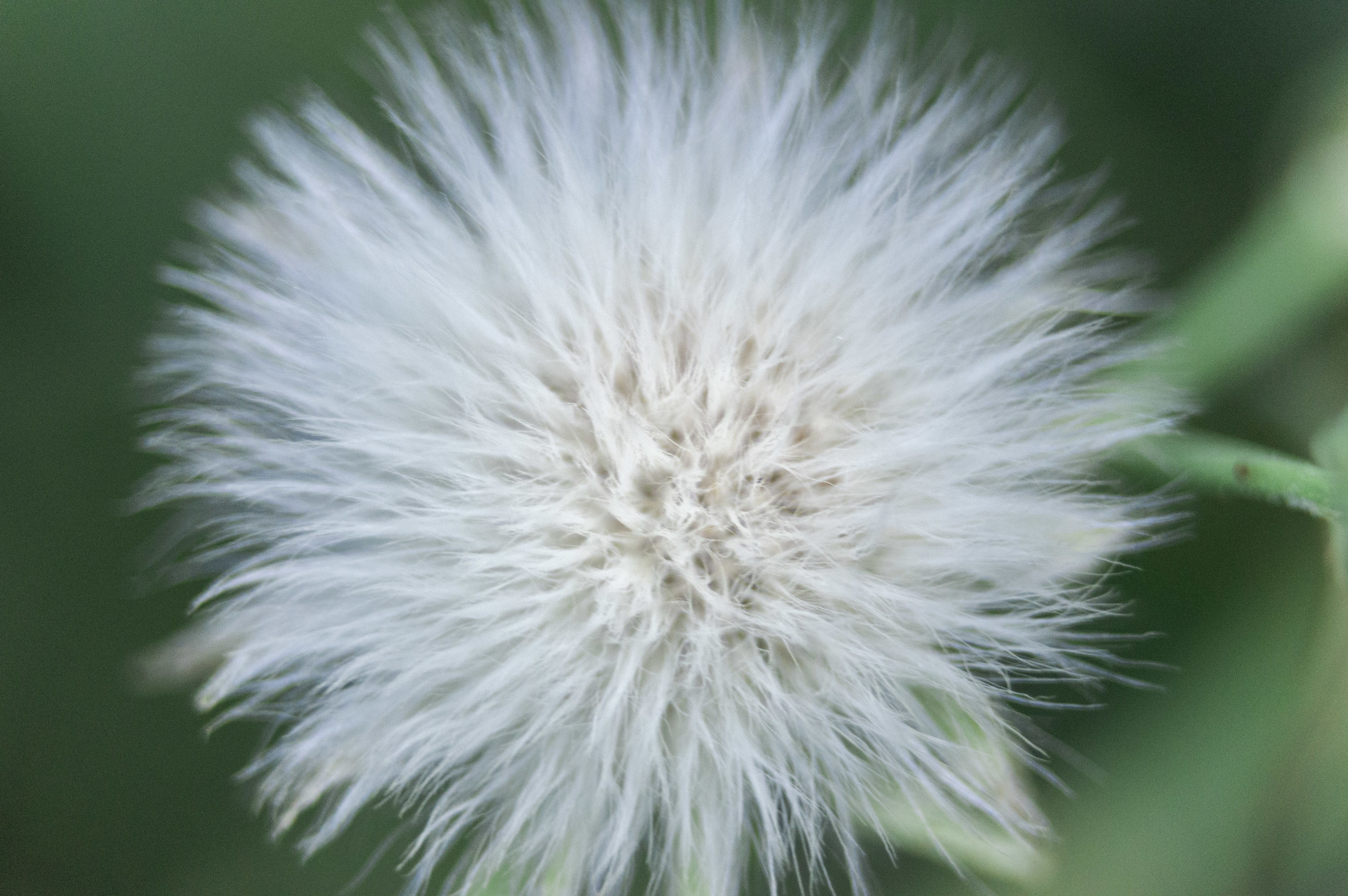 Fiore di Tarassaco (soffione)