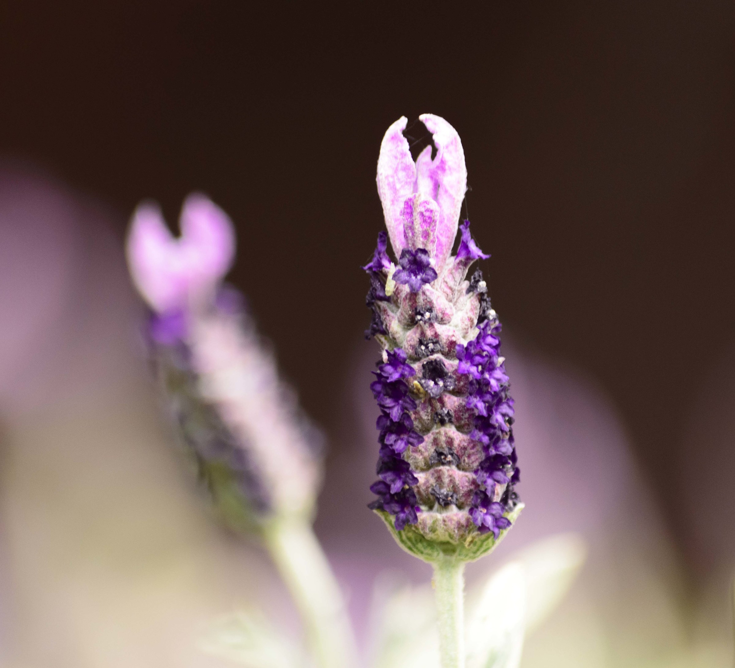 Fiore di Lavanda inglese