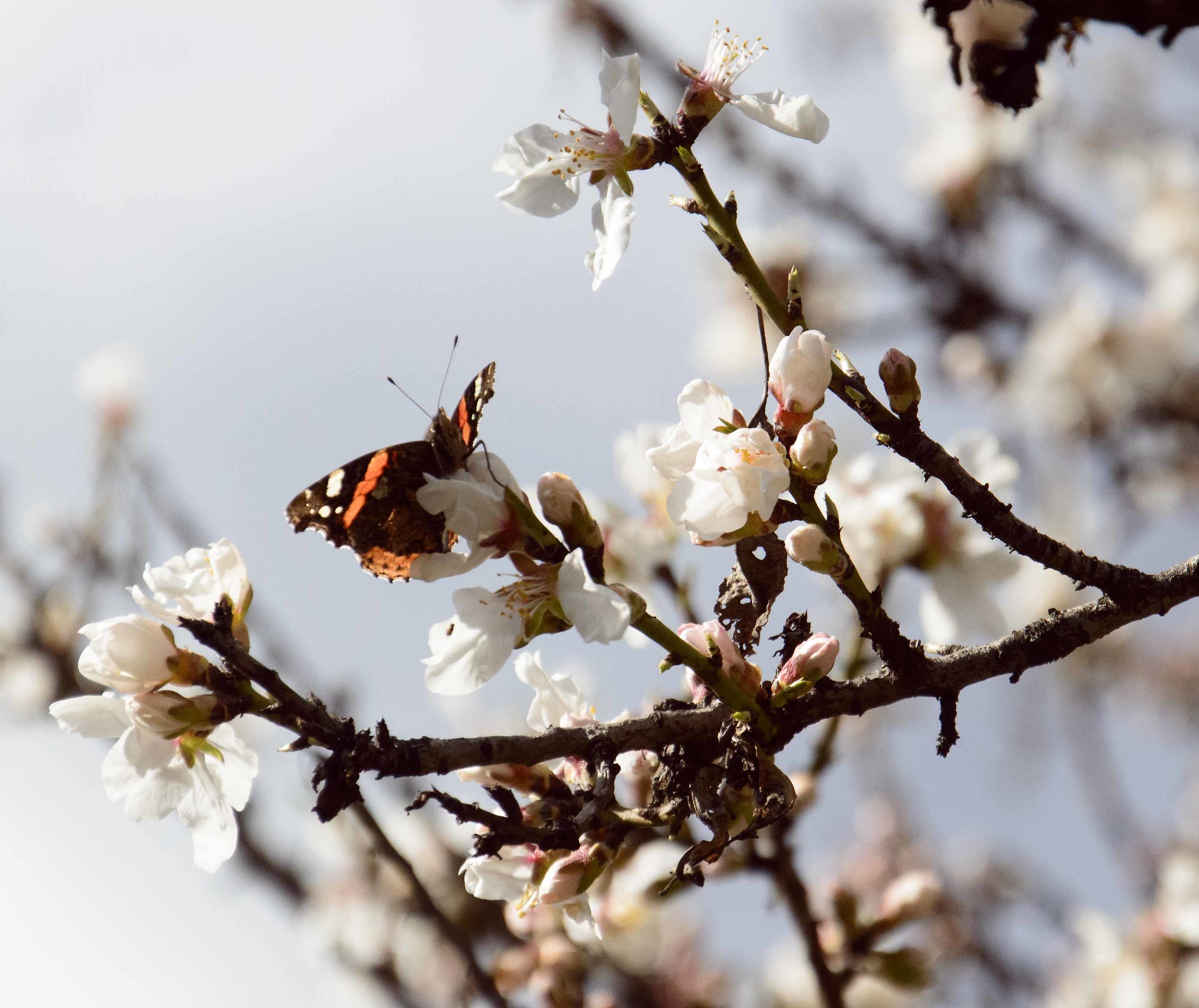 Farfalla su fiore di mandorlo