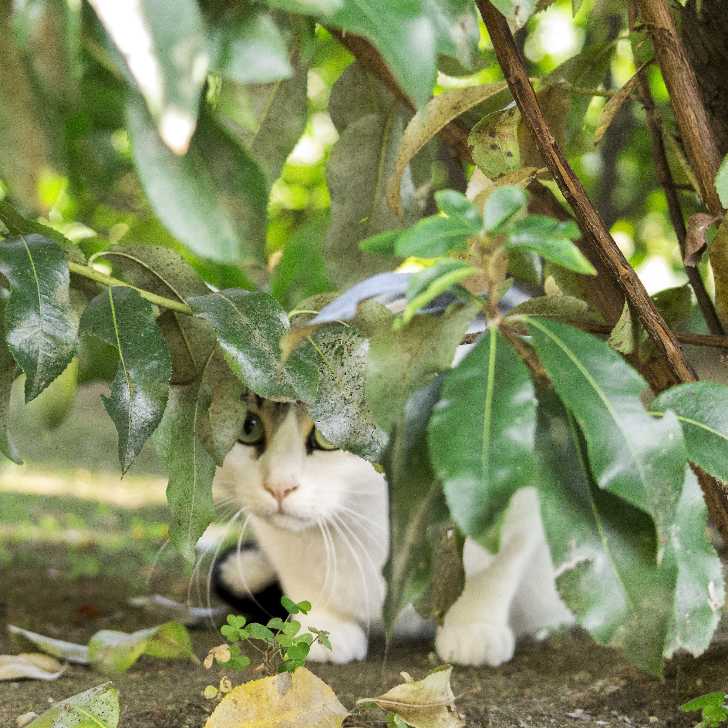 Giochiamo a nascondino?