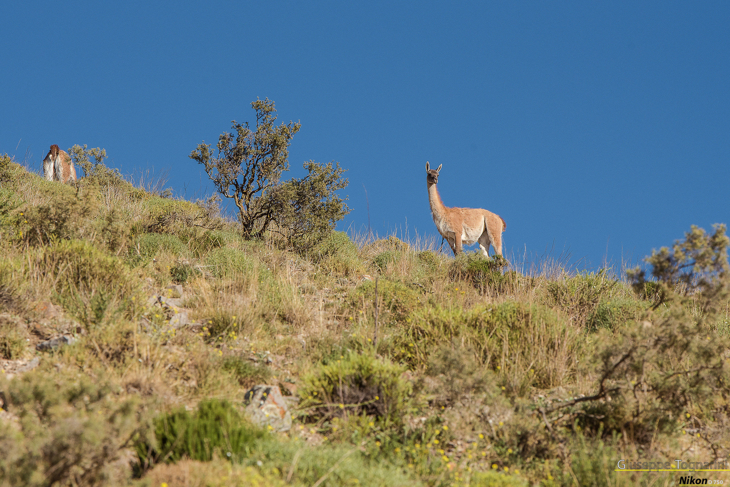 I feel observed (Guanaco)