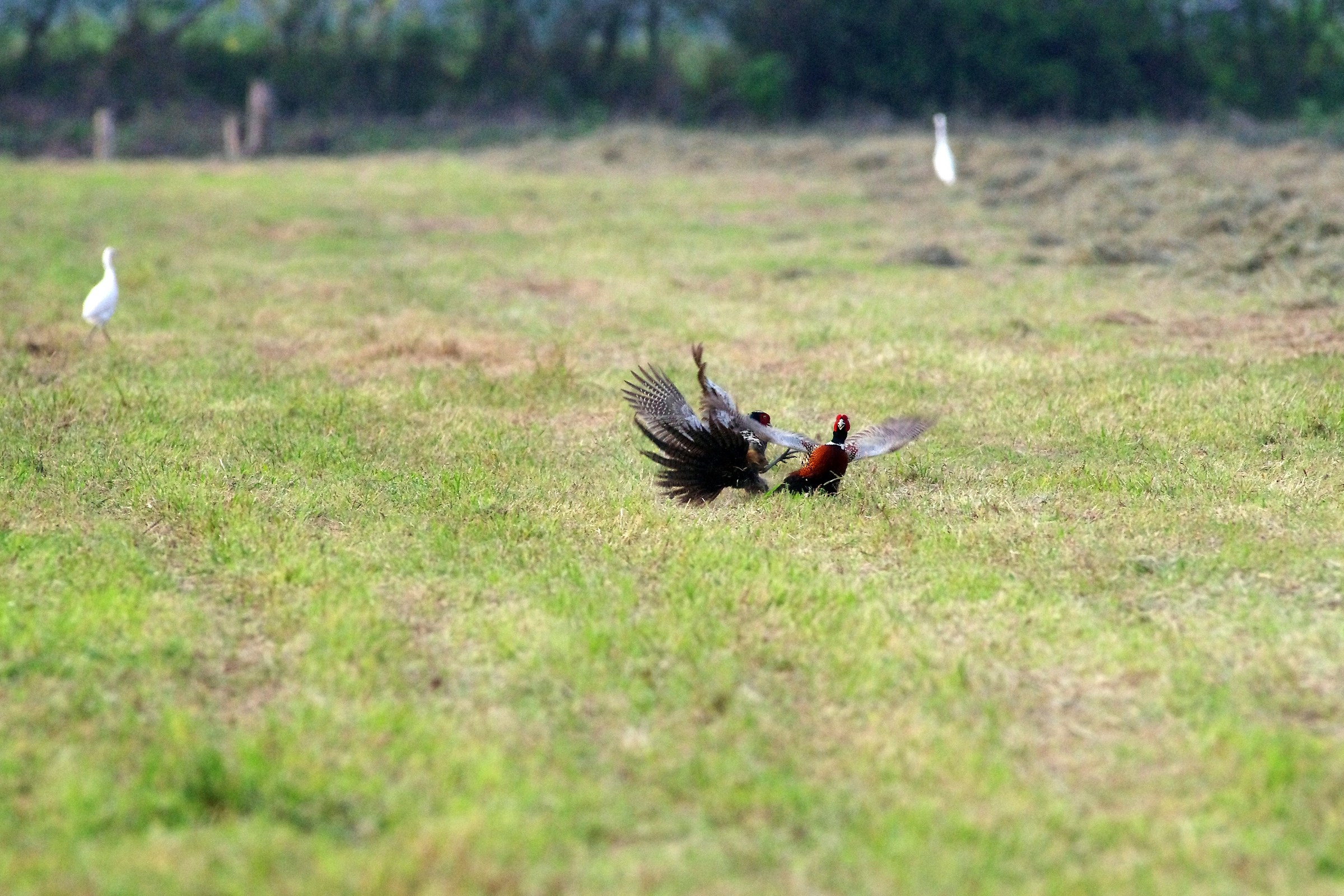 Ring-necked Pheasant/Common Pheasant