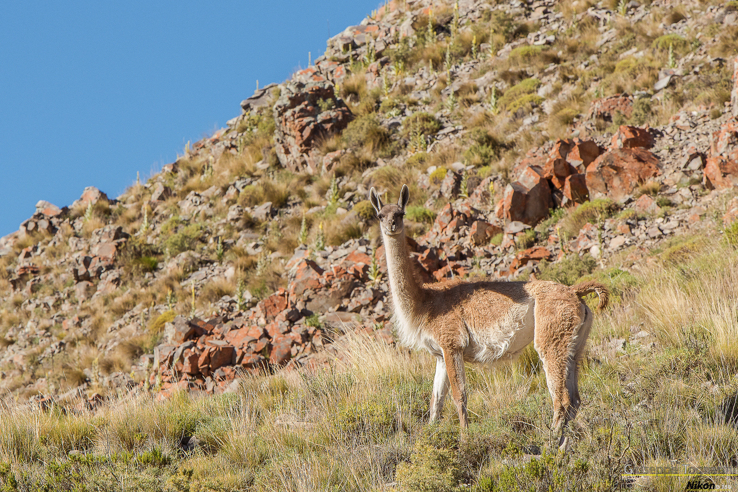 Guanaco