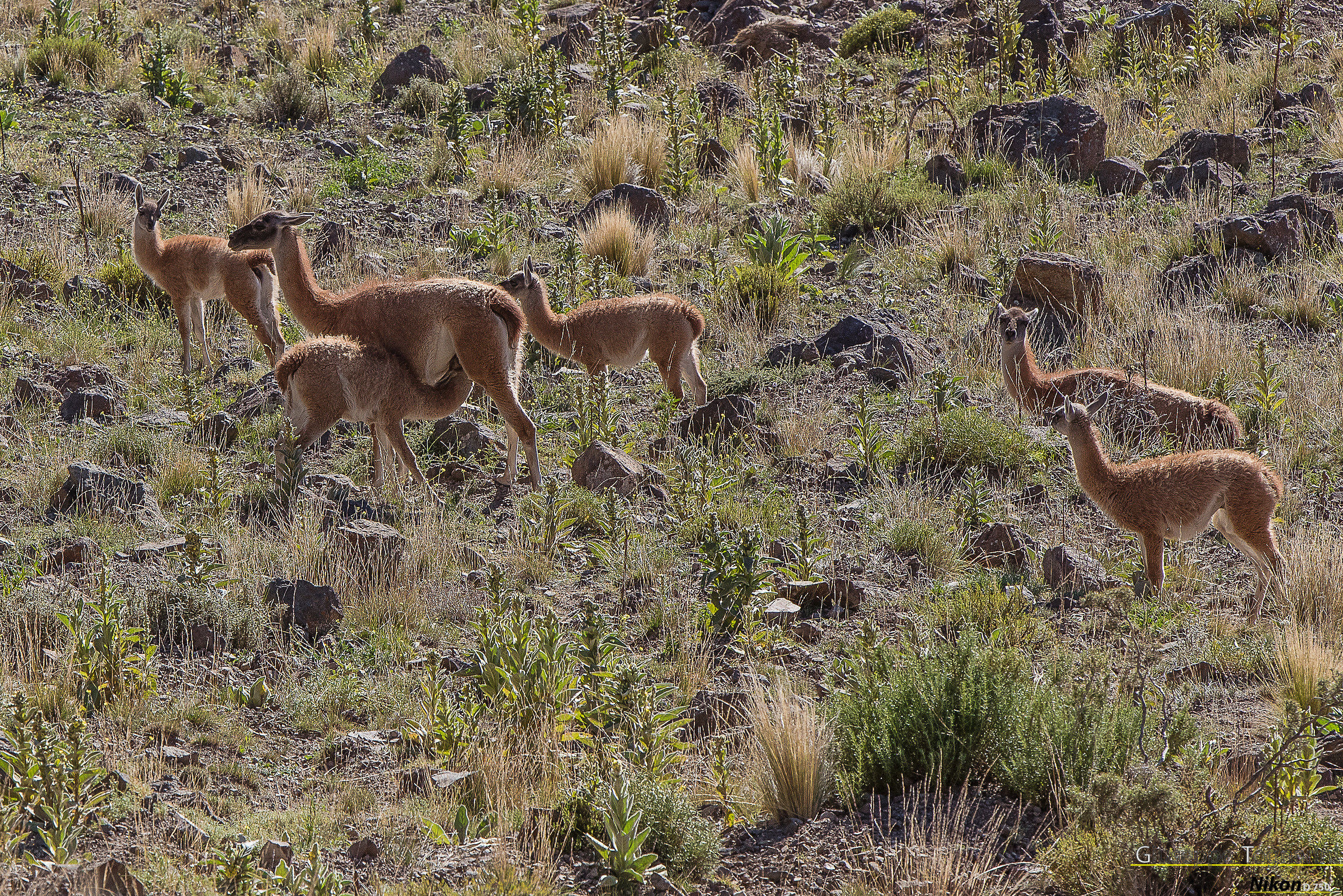 Group of guanaco