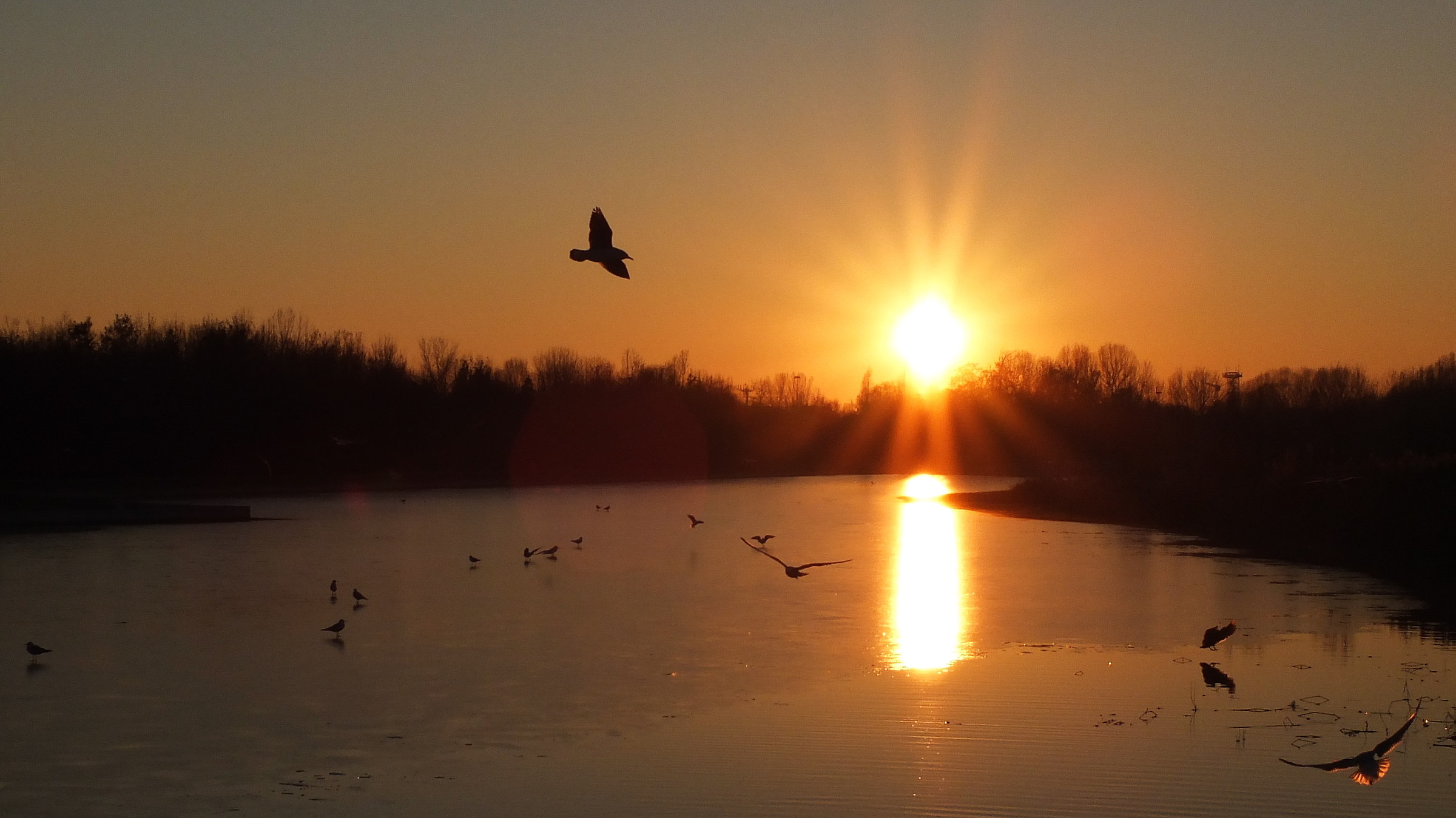 Volo di gabbiano al tramonto