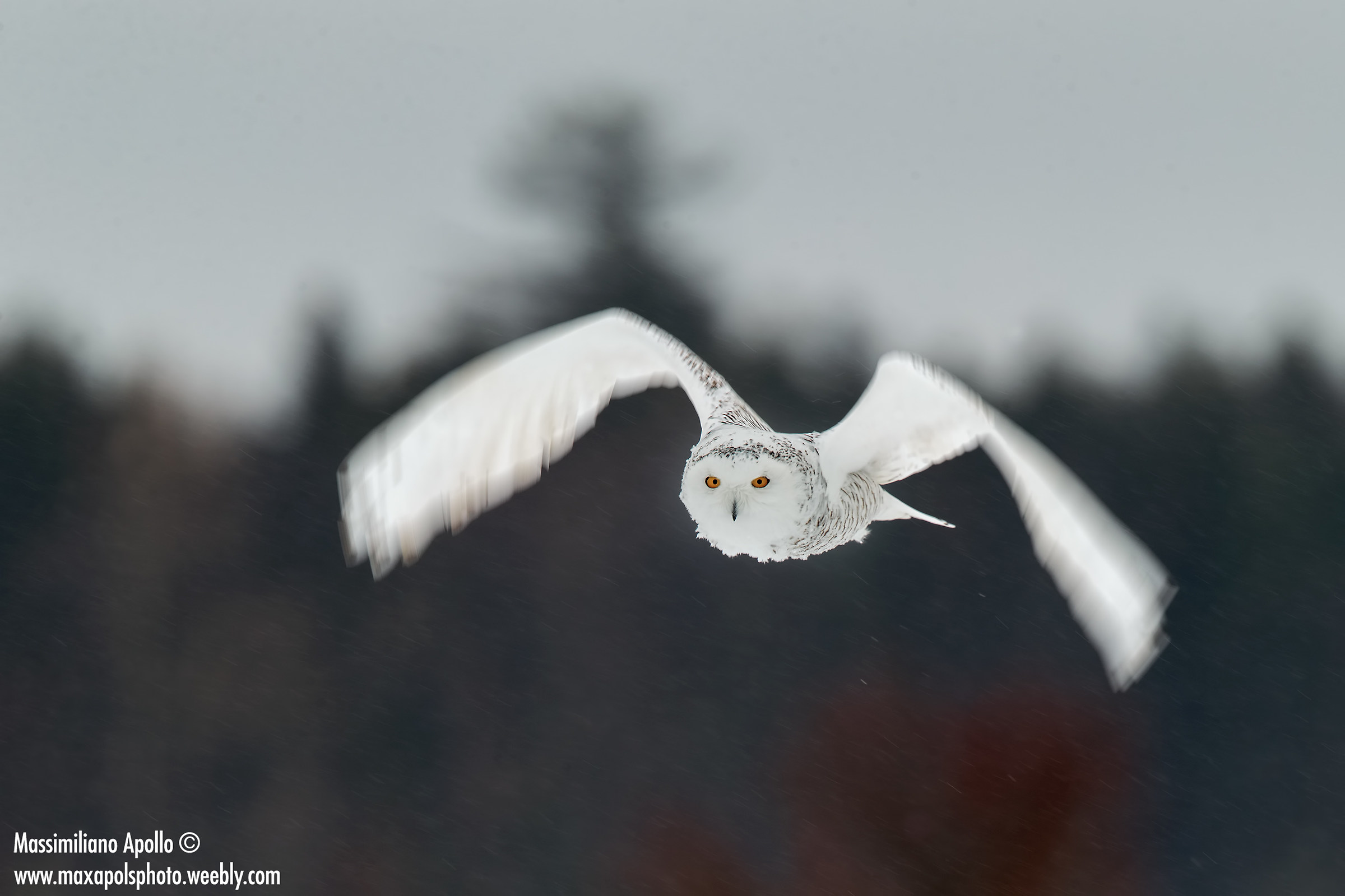 effetto gelicidio...