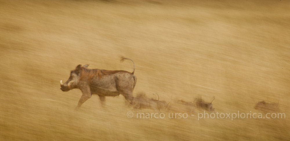 La famigliola di Facoceri