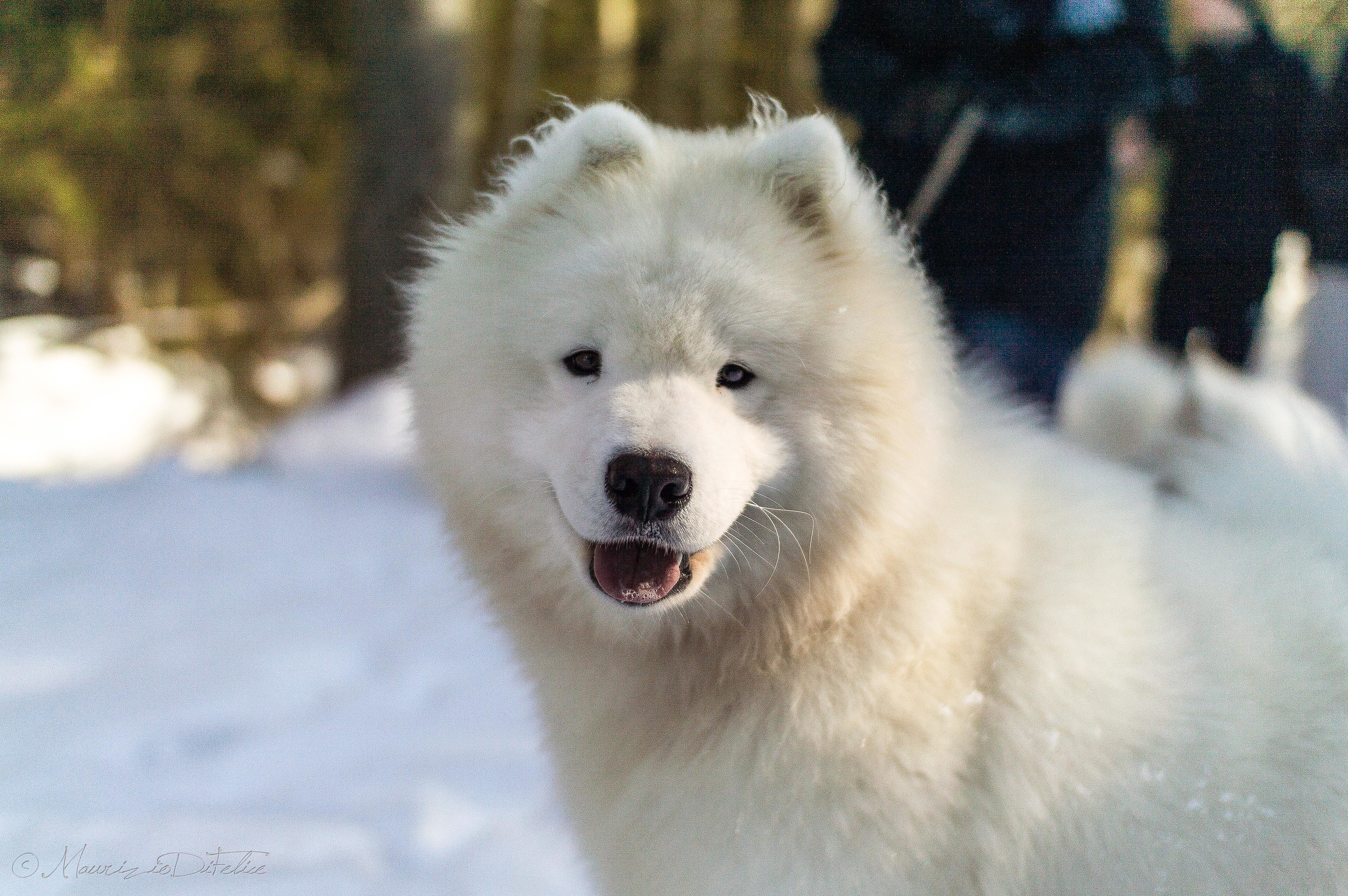 a puppy walking in the snow