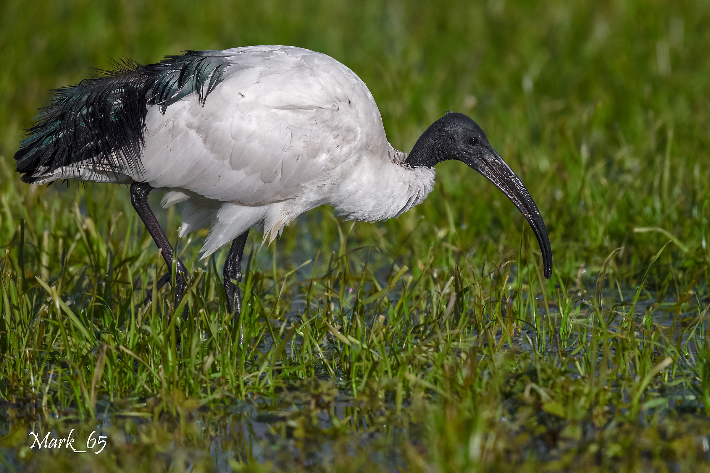 sacred ibis