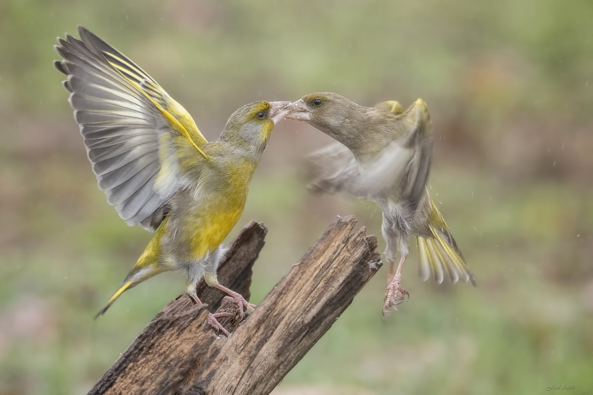 Verdoni question of "feeling" .....