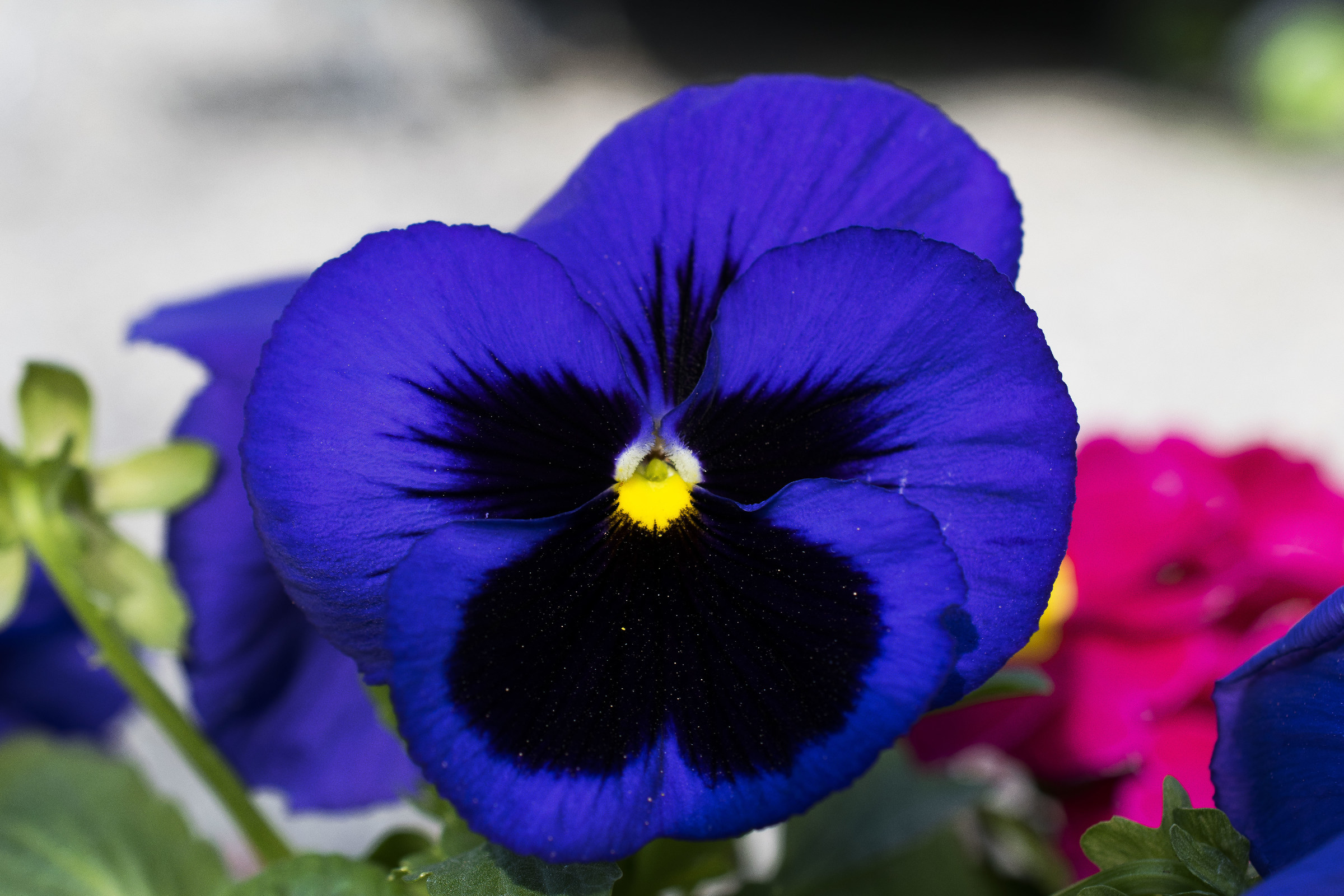 A delicate thought .... blue