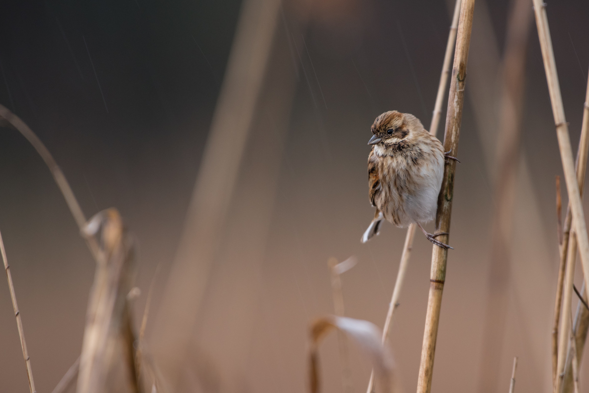 rain comes down but what does it do