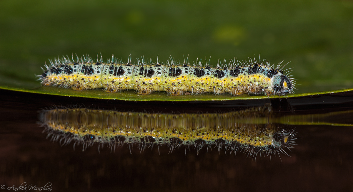 Da grande voglio fare la farfalla!