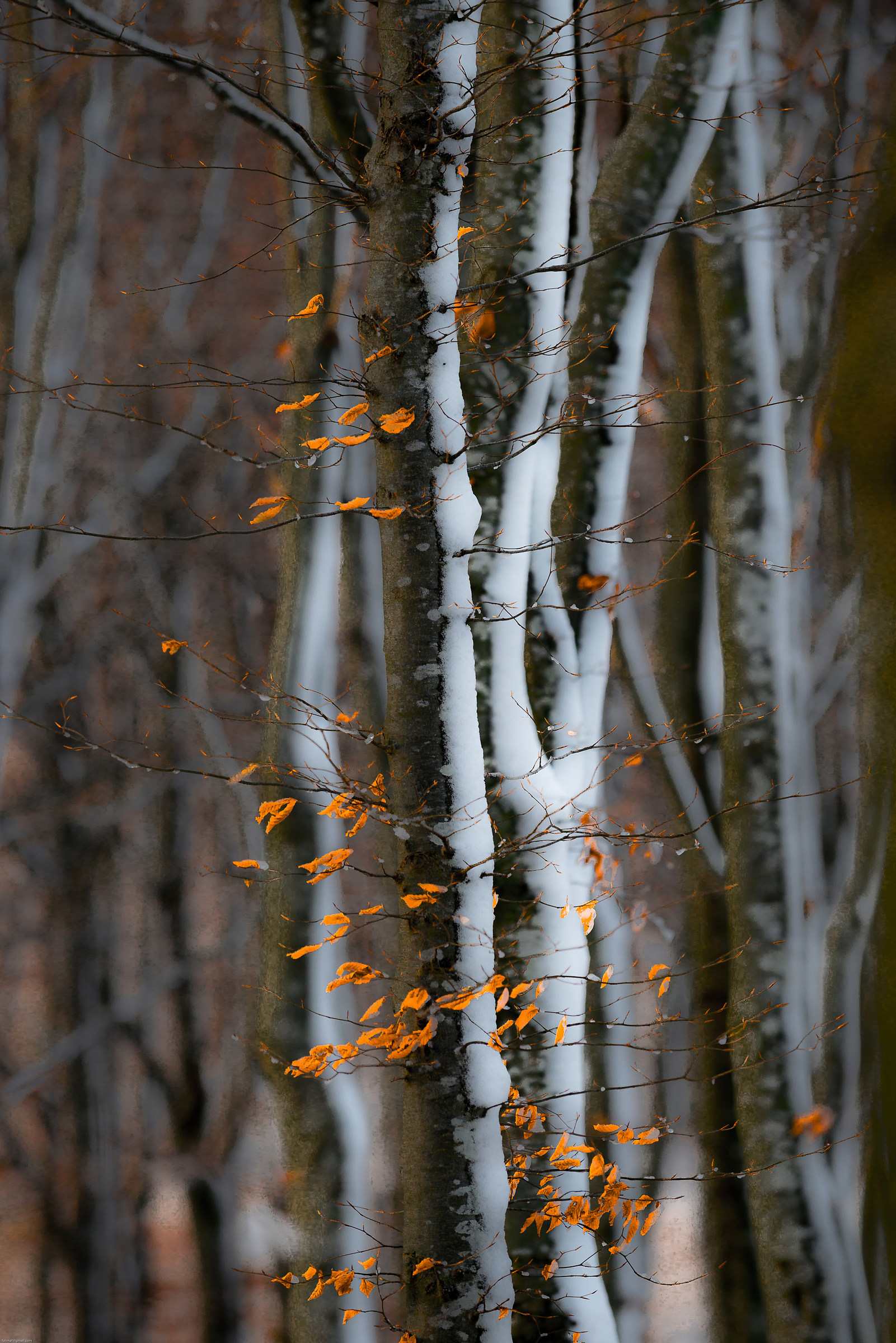 Come tante fiammelle