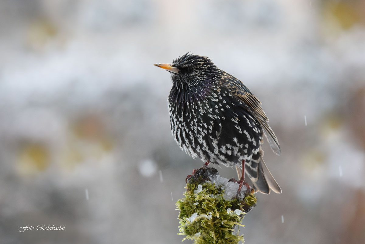 Winter Starling ...
