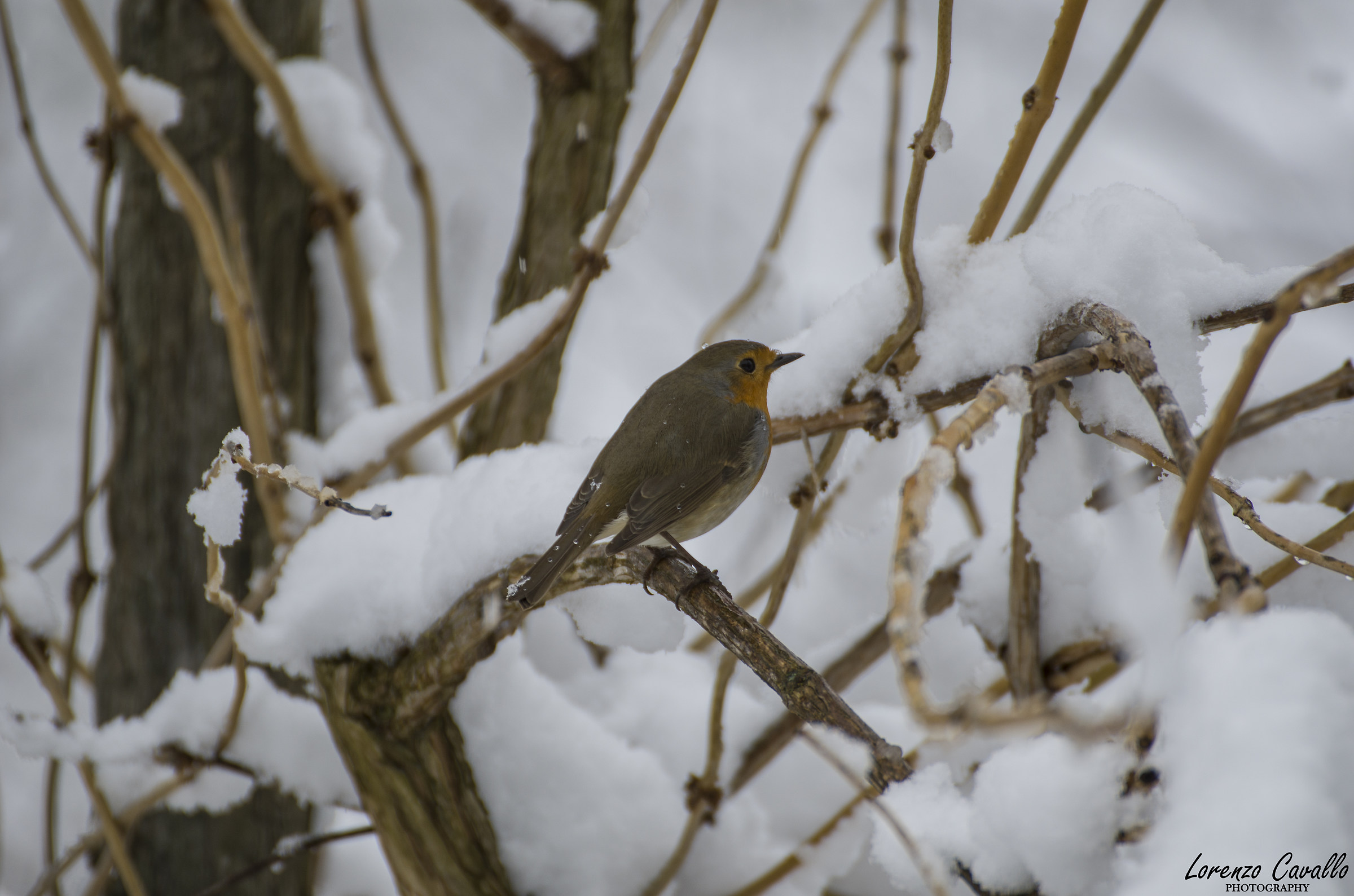 Pettirosso [Erithacus rubecula (Linnaeus, 1758)]