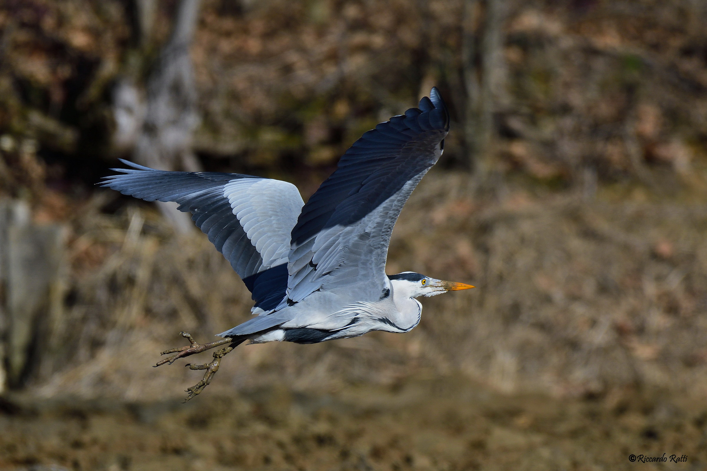 Gray heron