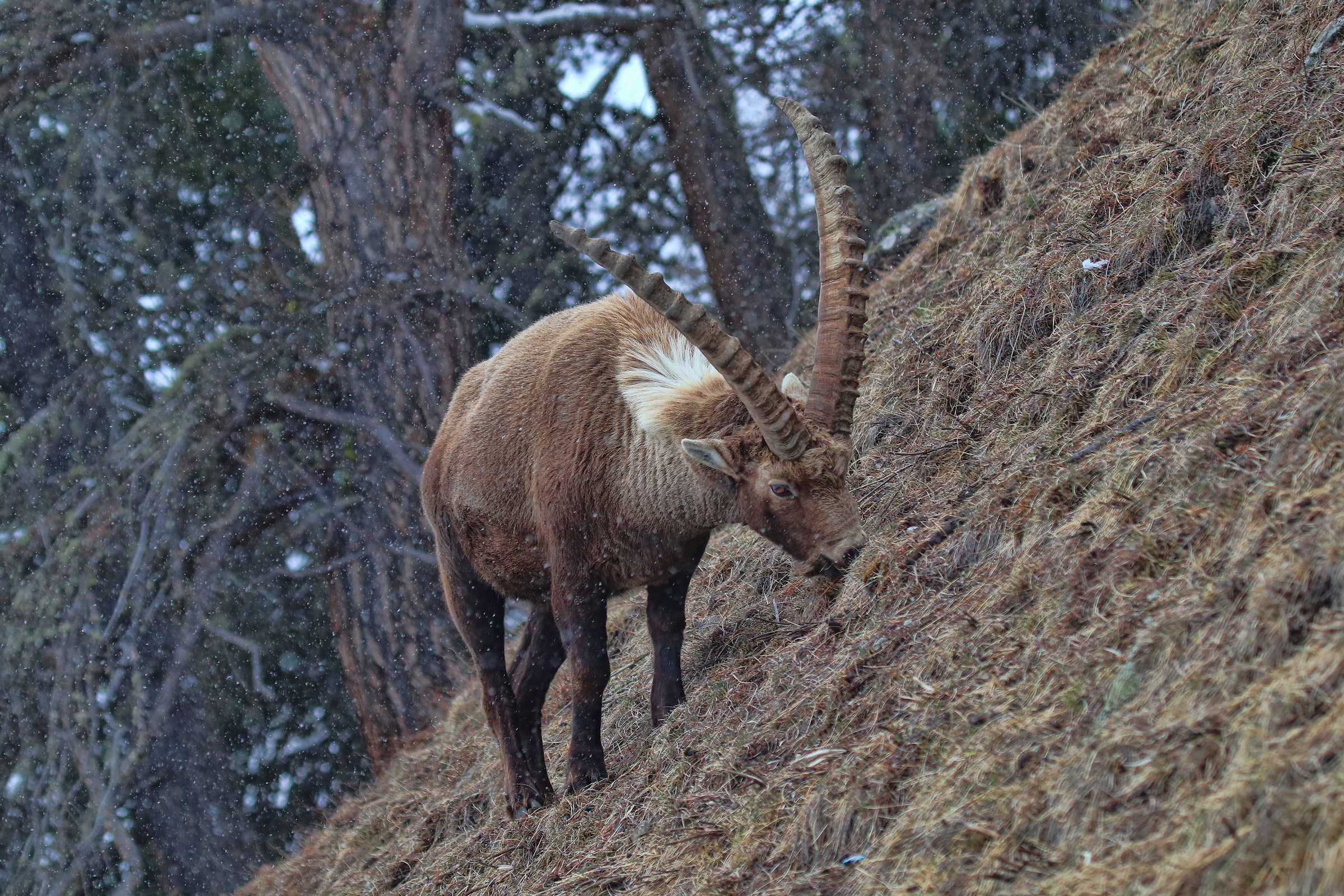 spuntino sotto la neve