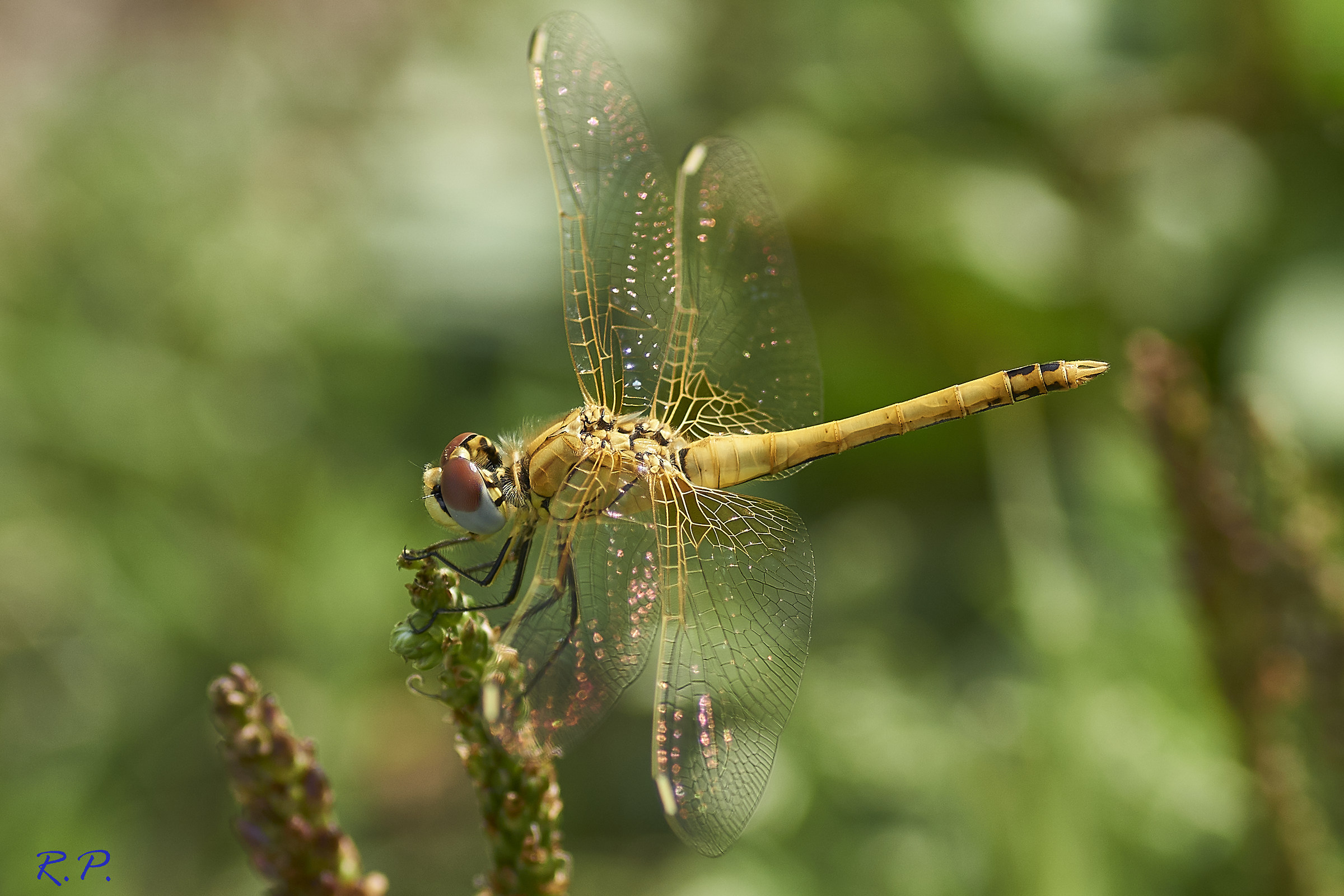 Sympetrum fonscolombii