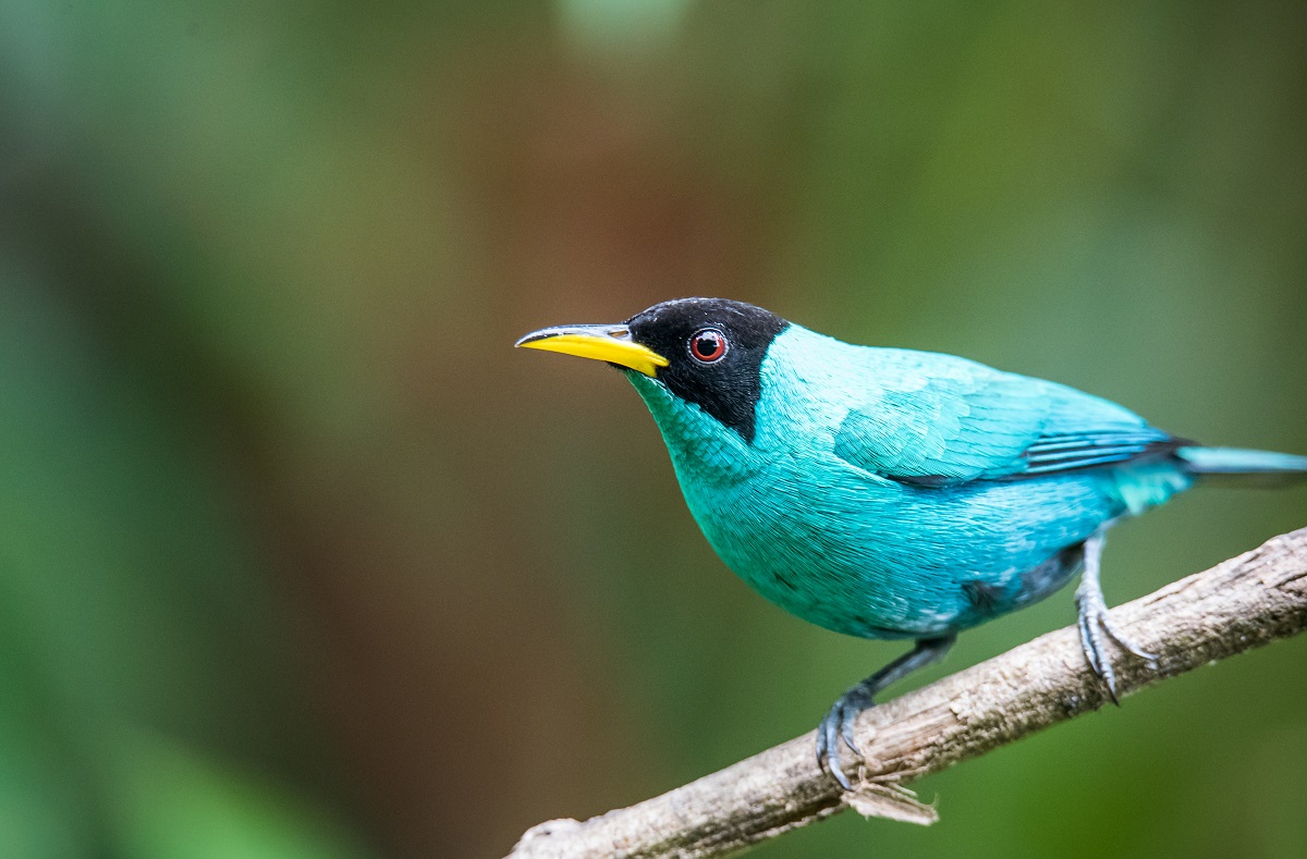 Honeycreeper