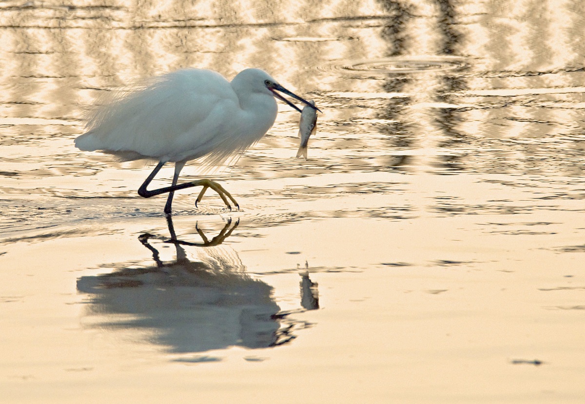 ... Try again, is precisely unbel pesciotto ...