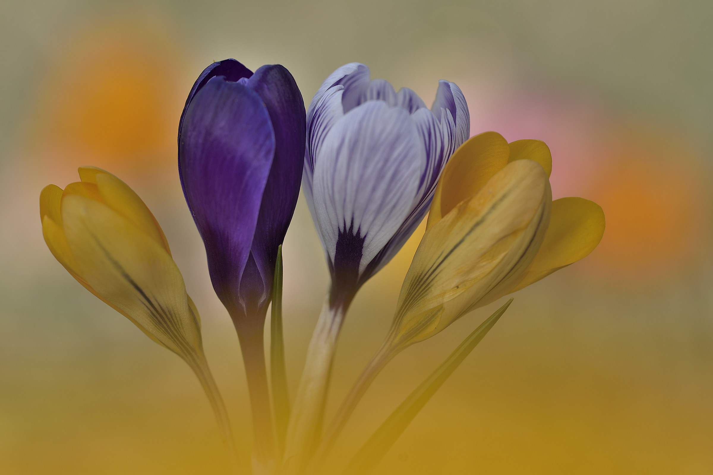 Crocus