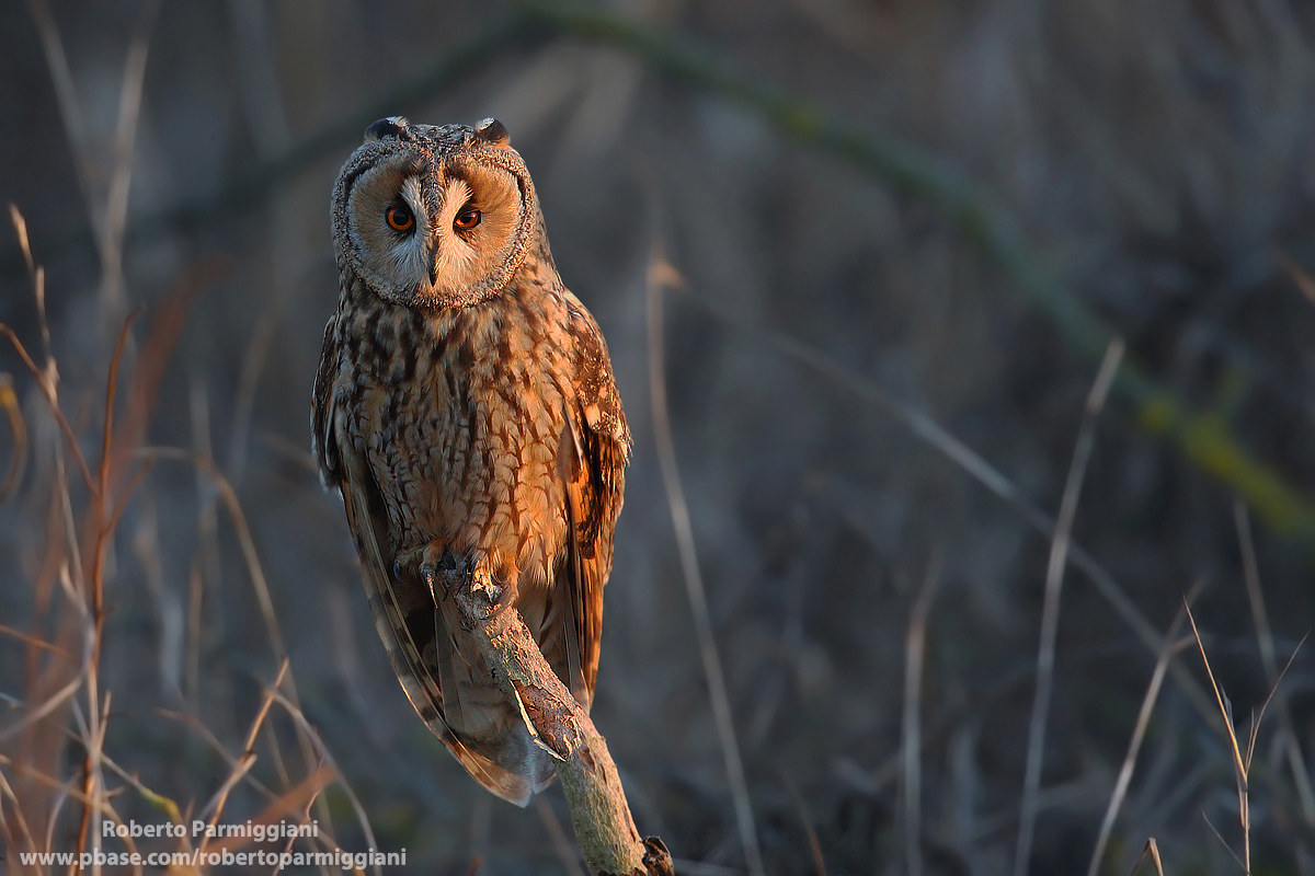 Il guardiano del bosco