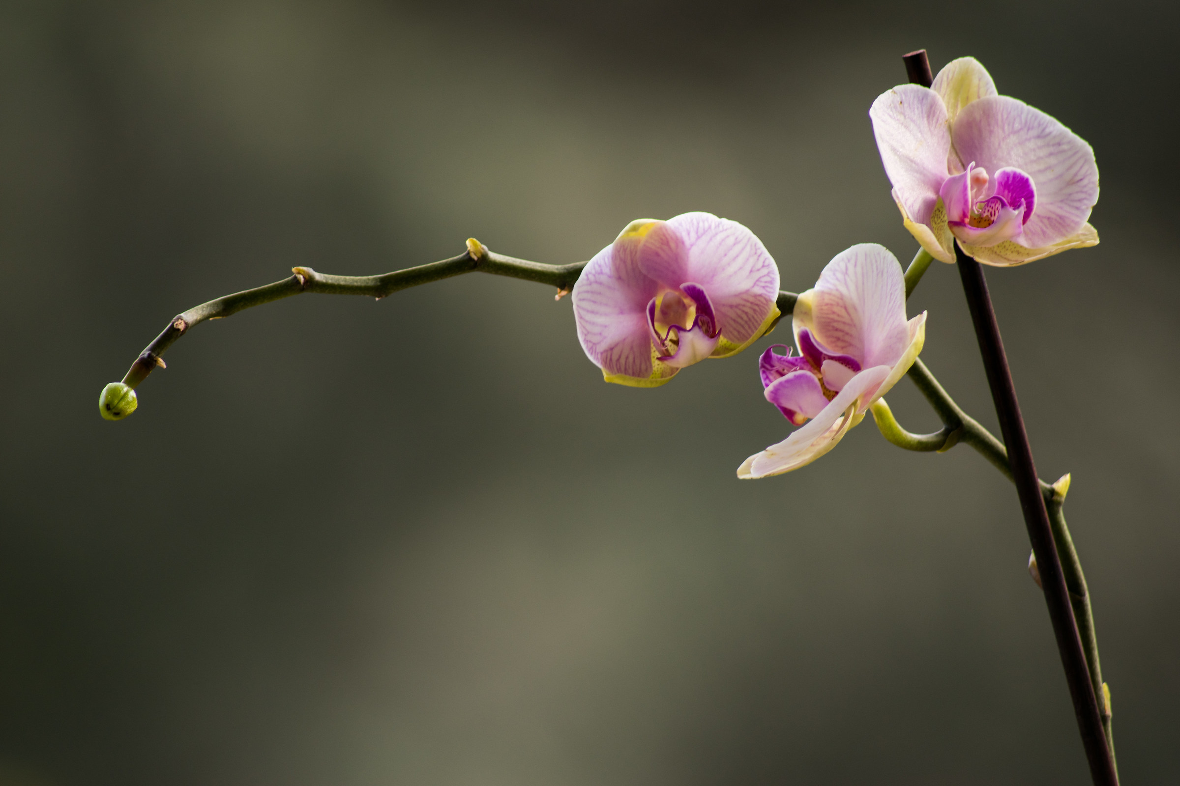 Orchidee