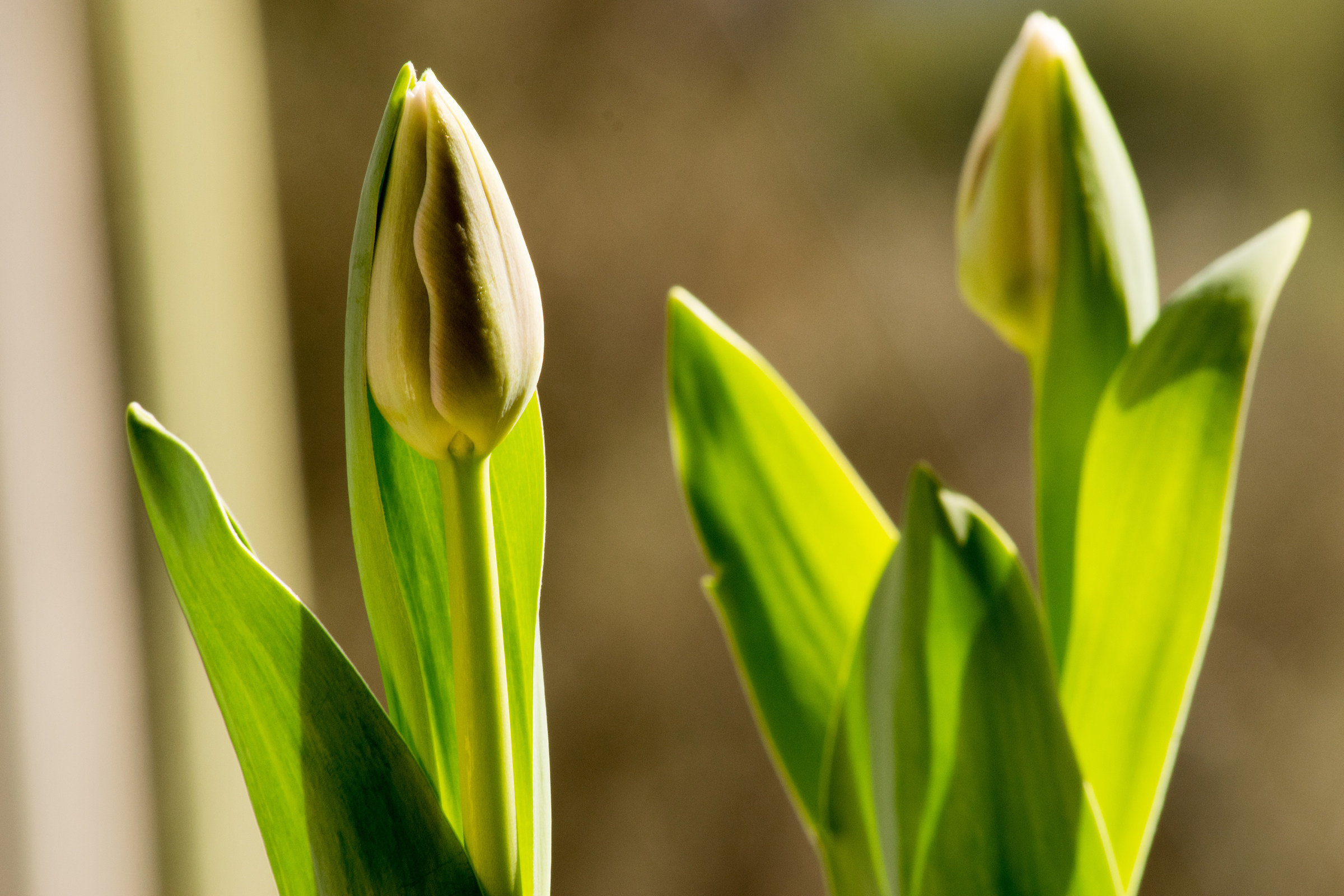 Tulipani