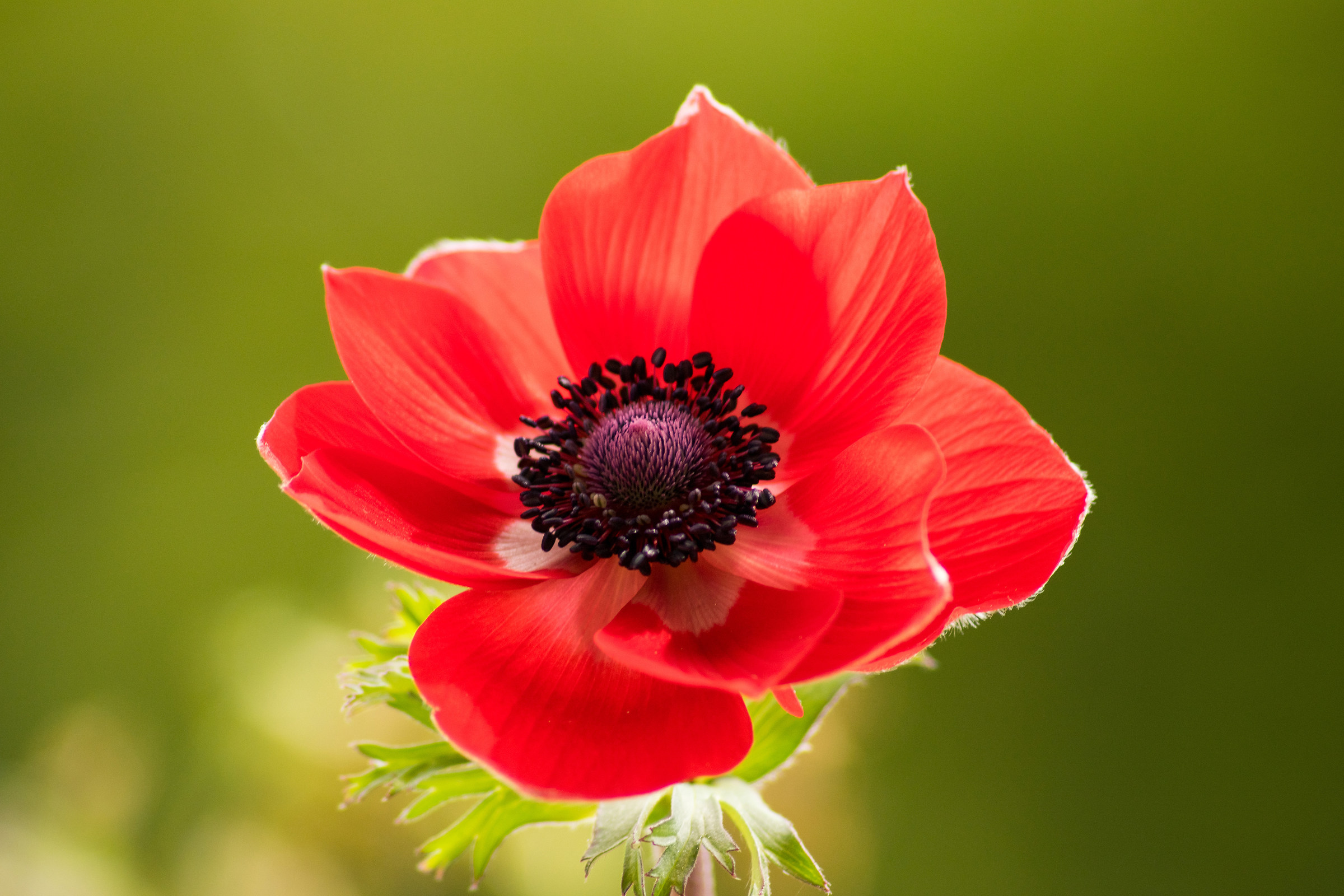 Anemone
