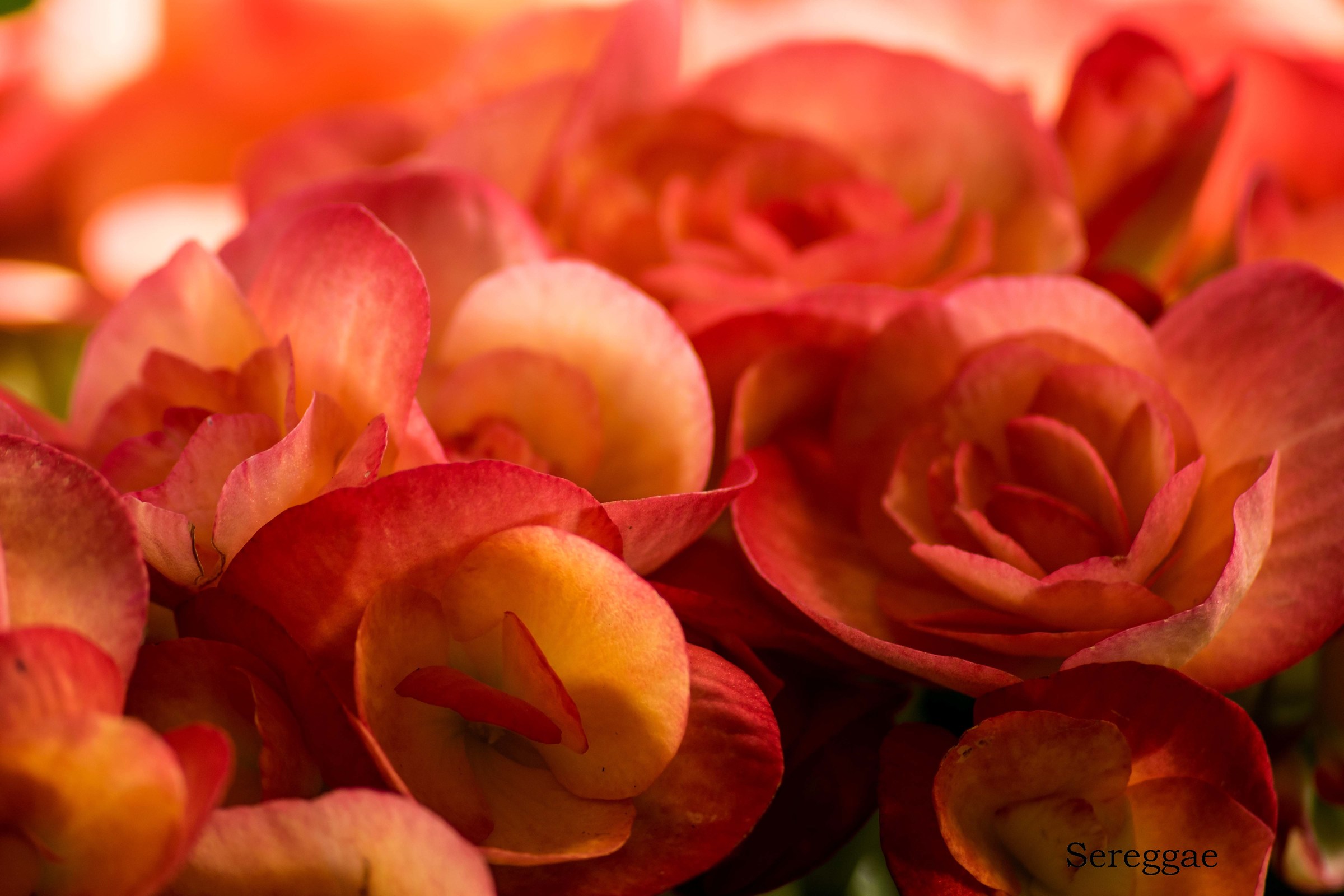 Begonia