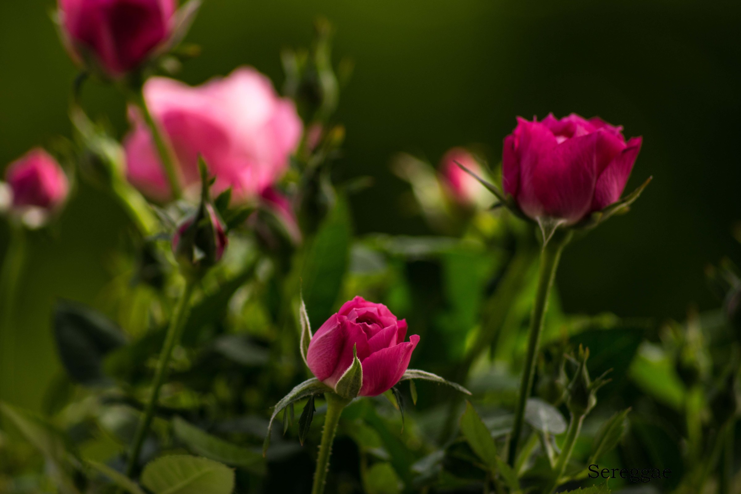 Roselline
