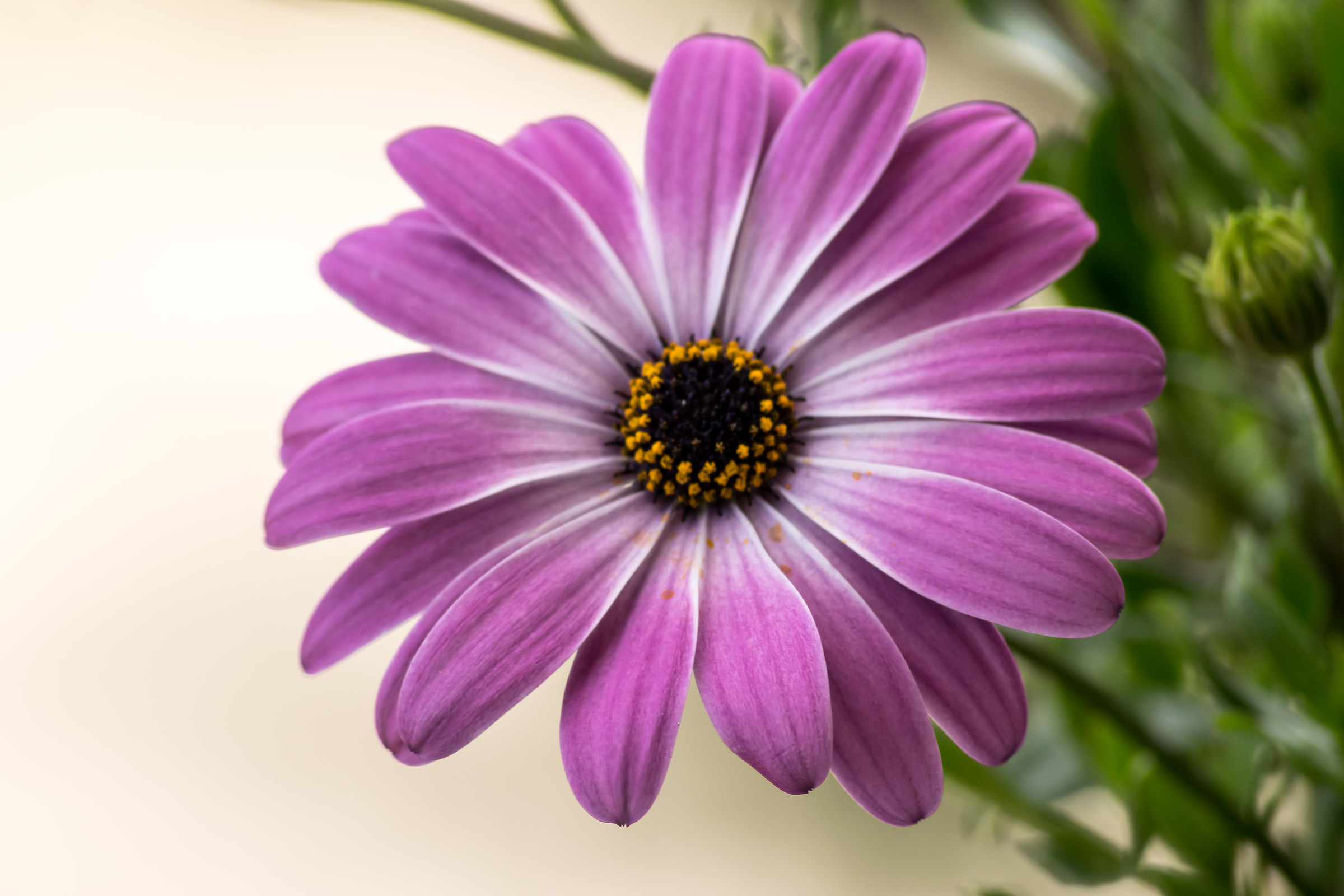 Dimorphotheca