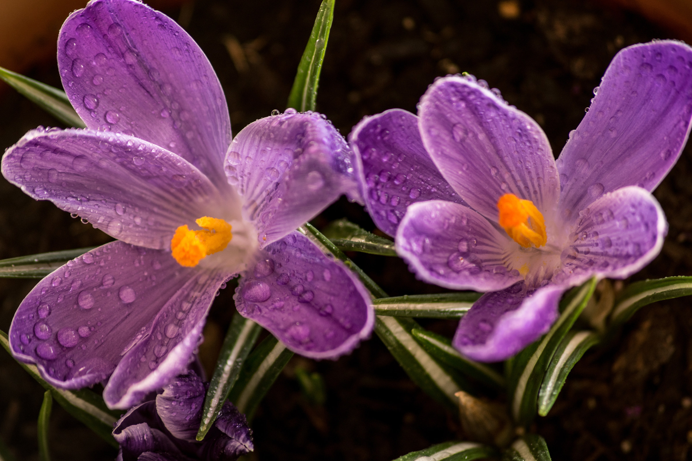 Crocus