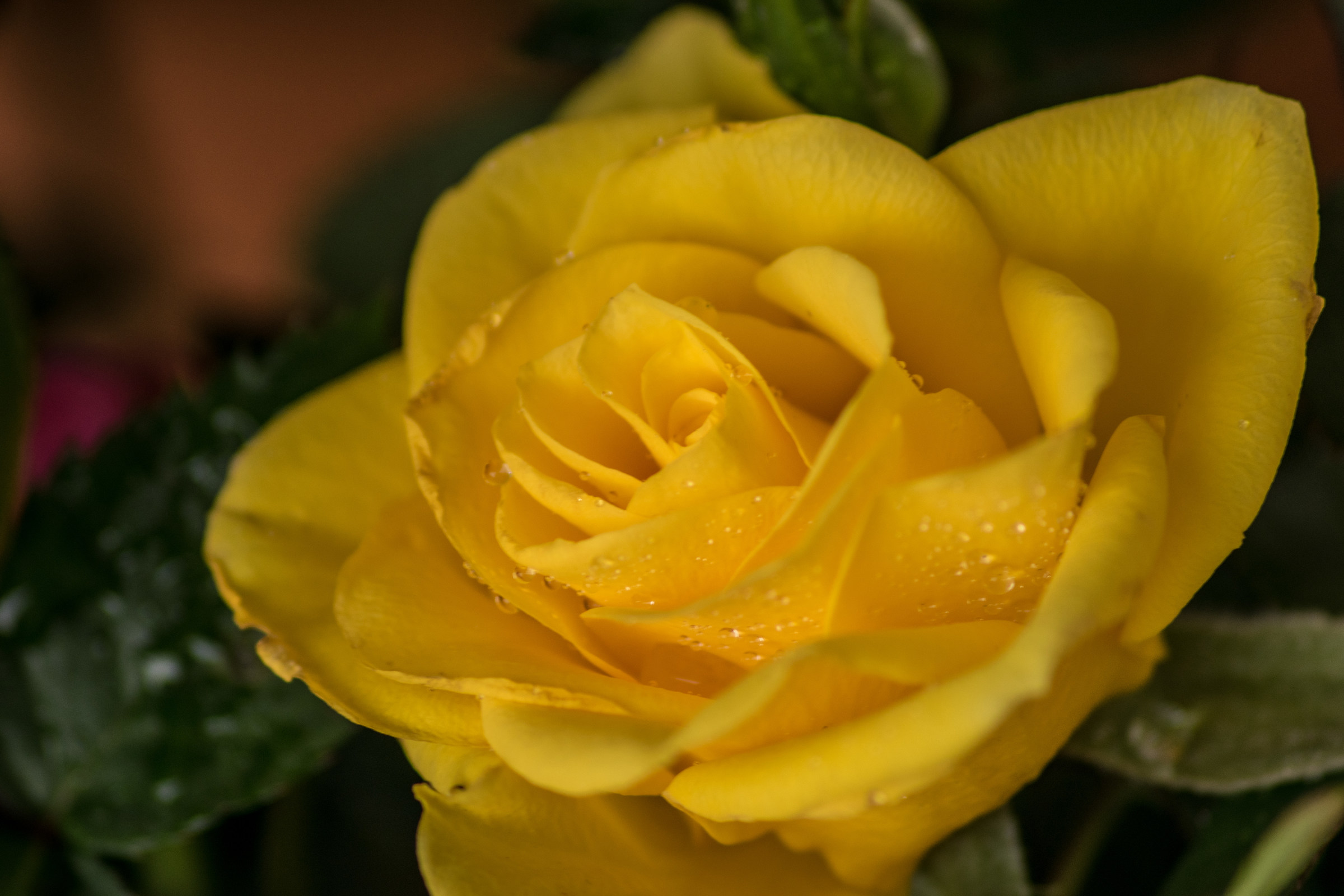 Rosa gialla