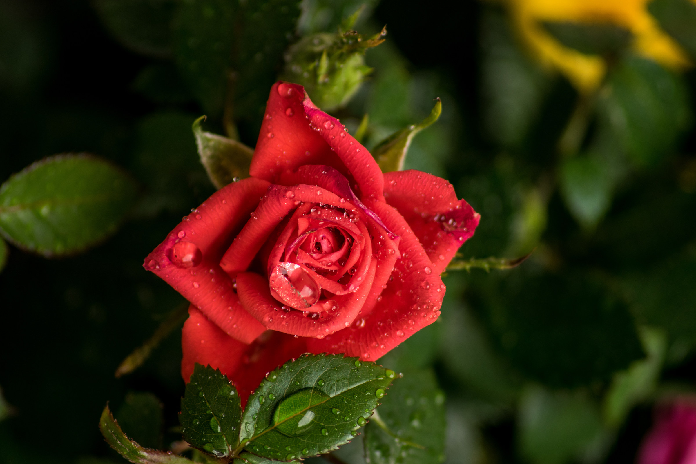Rosa rossa