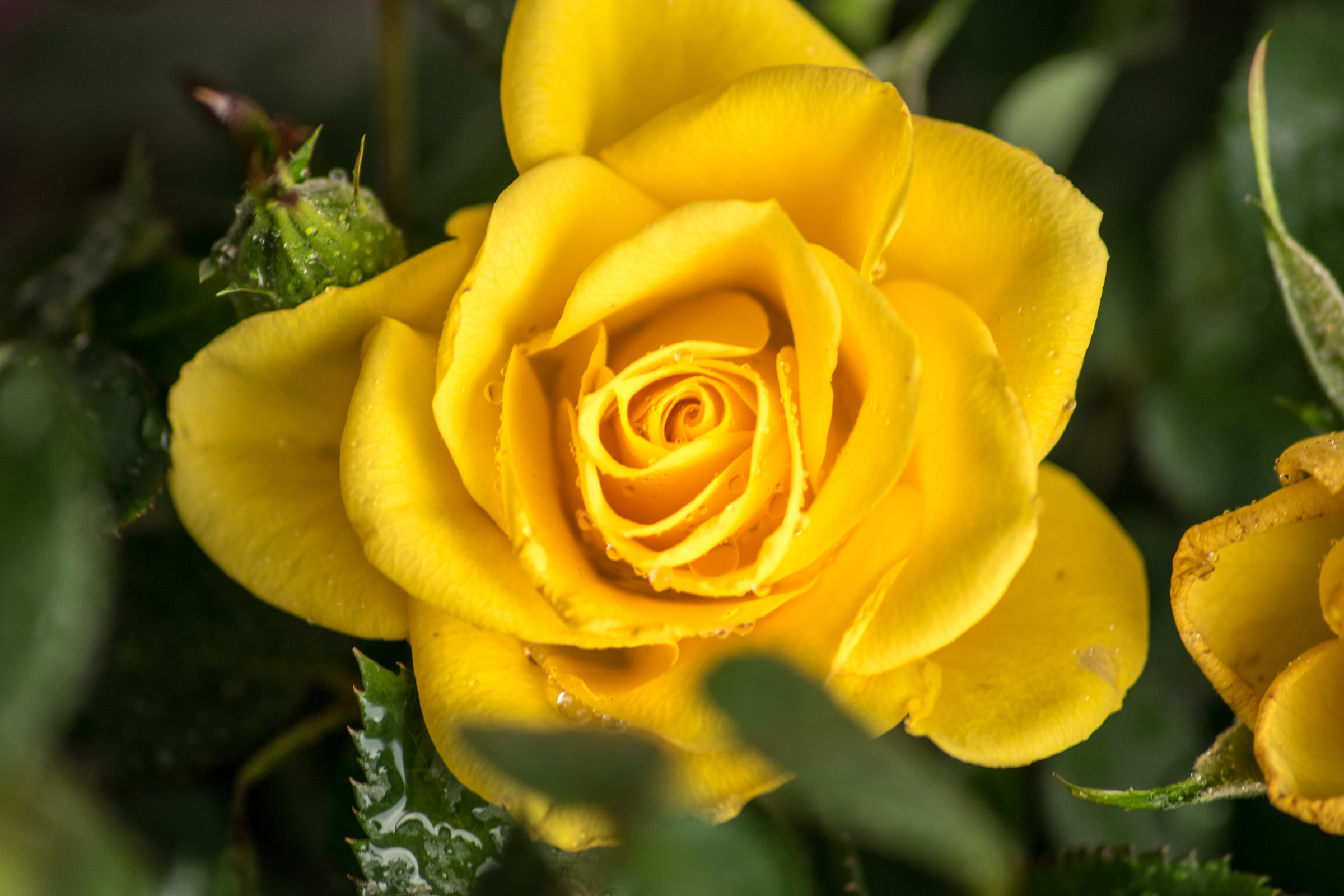 Rosa Gialla