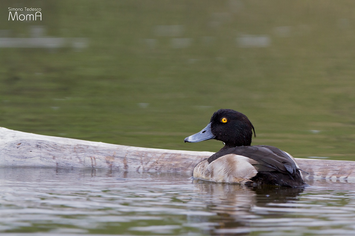 Scaup