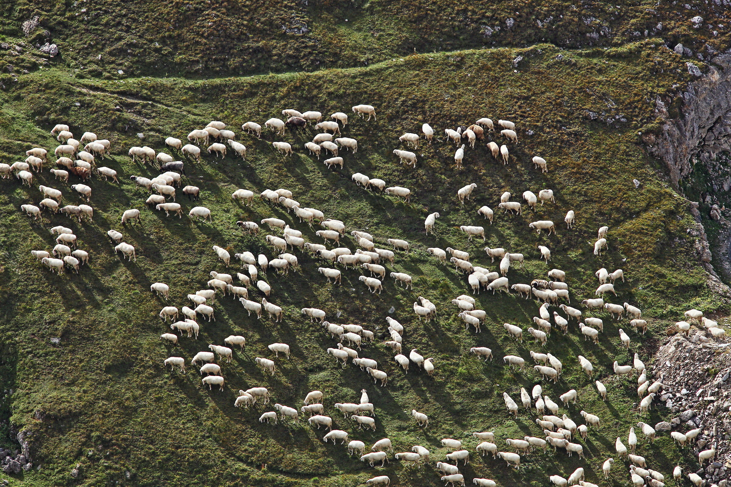Gregge, lago Agnel, alta valle Orco