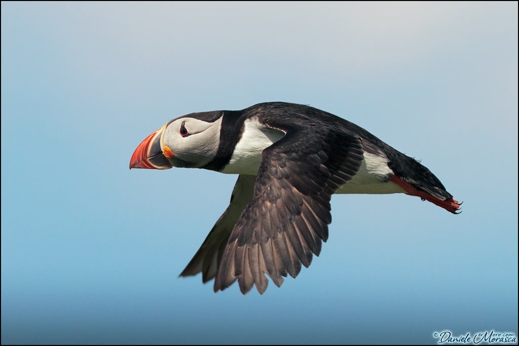 Atlantic Puffin (Fratercula arctica)
