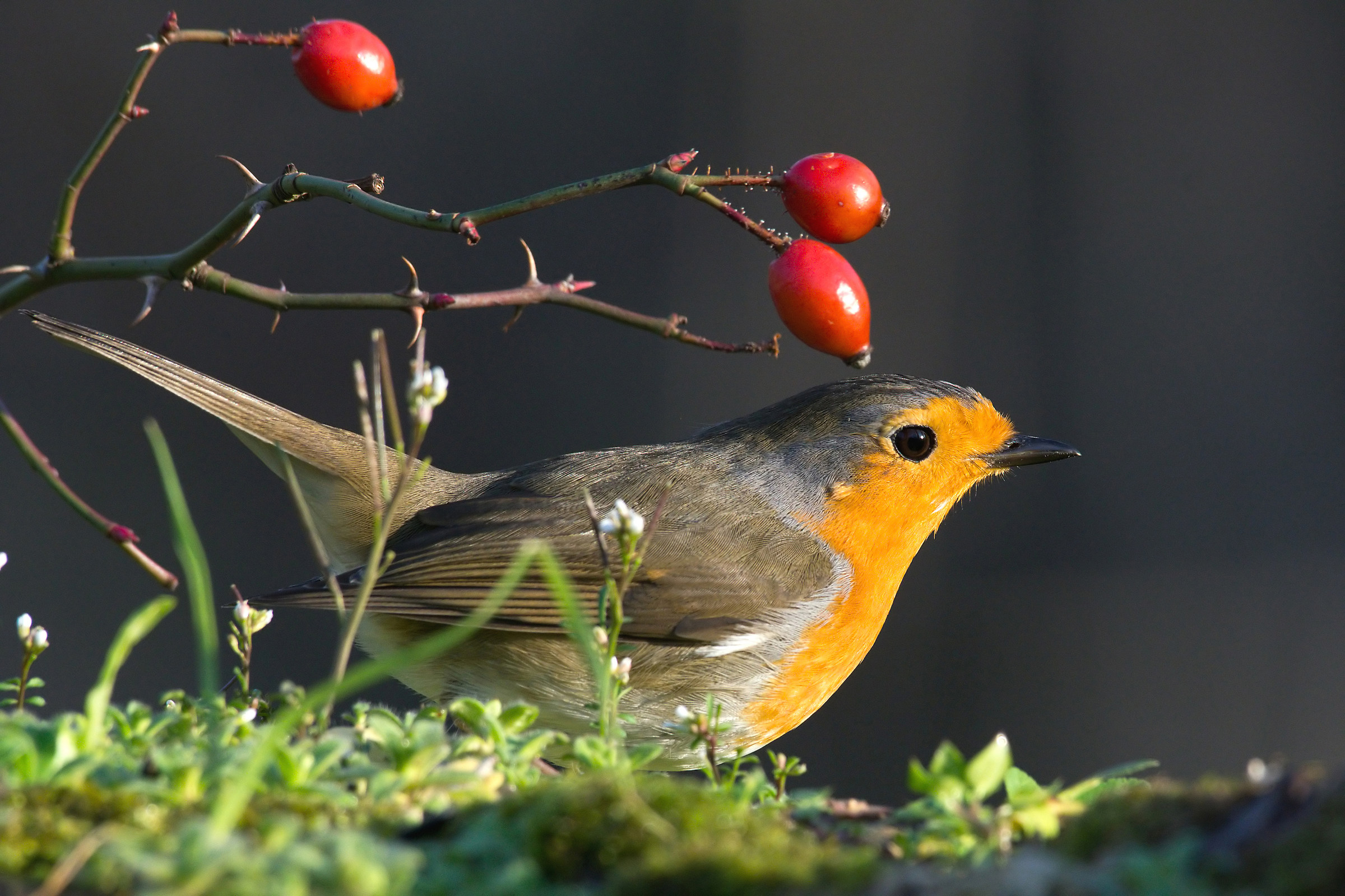 Pettirosso (Erithacus rubecula).