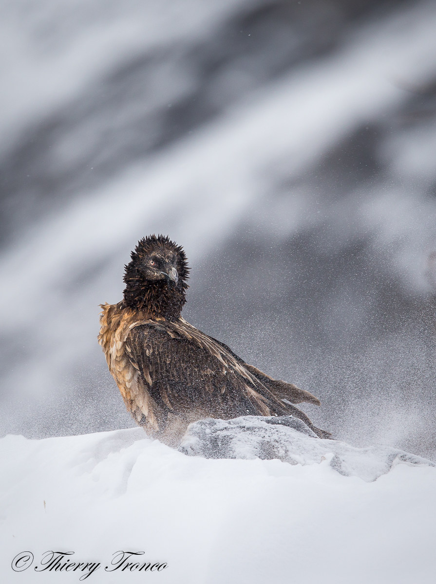 The bearded vulture