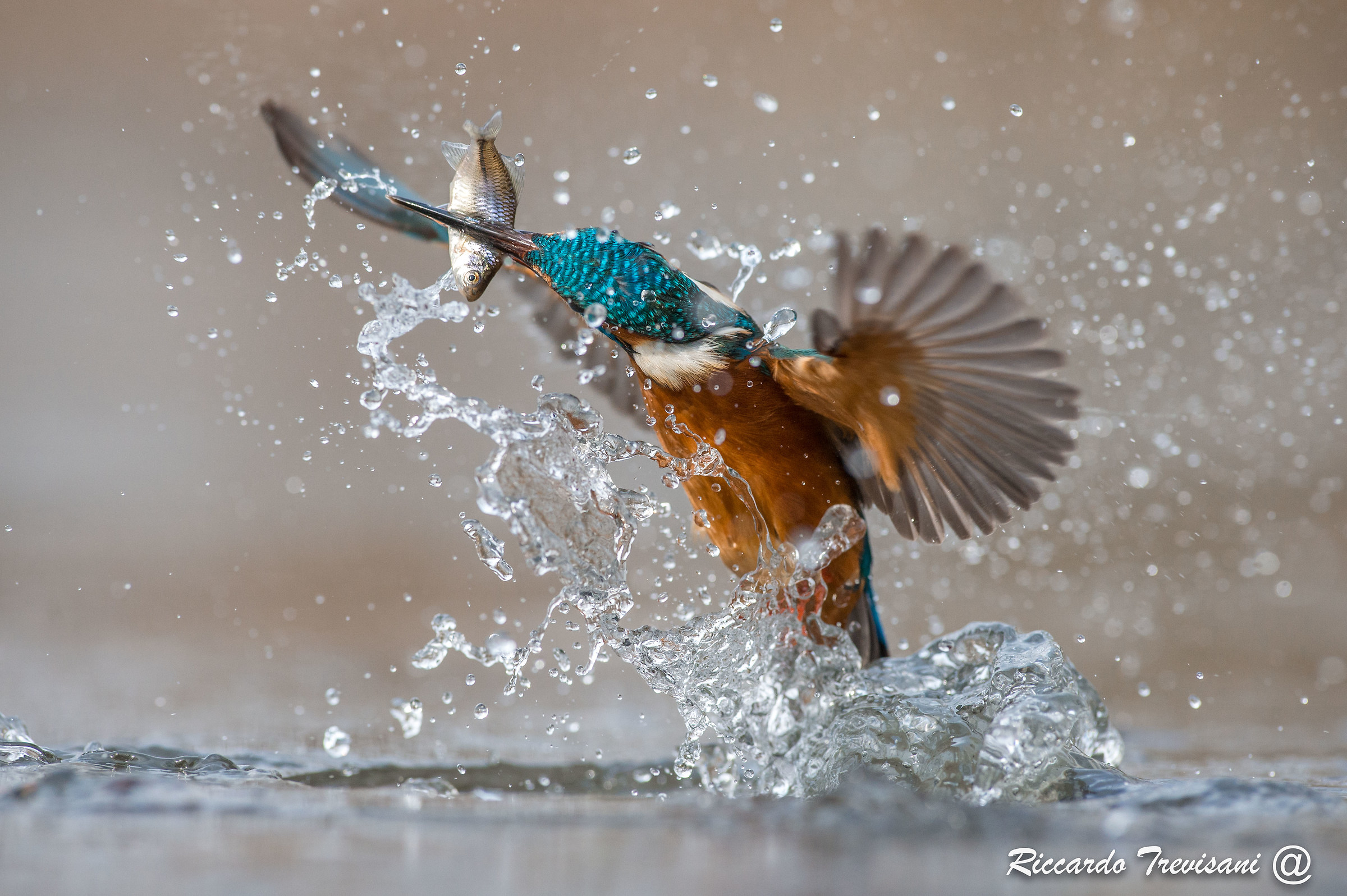 kingfisher