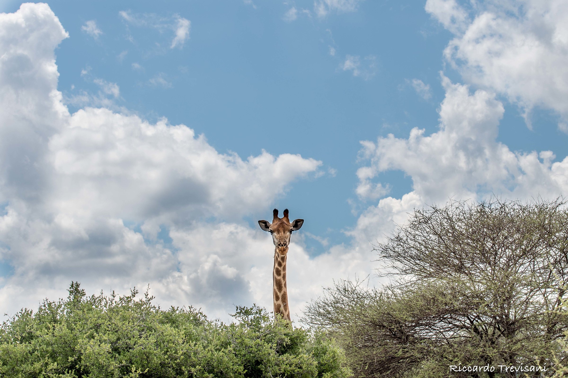 always with his head in the clouds