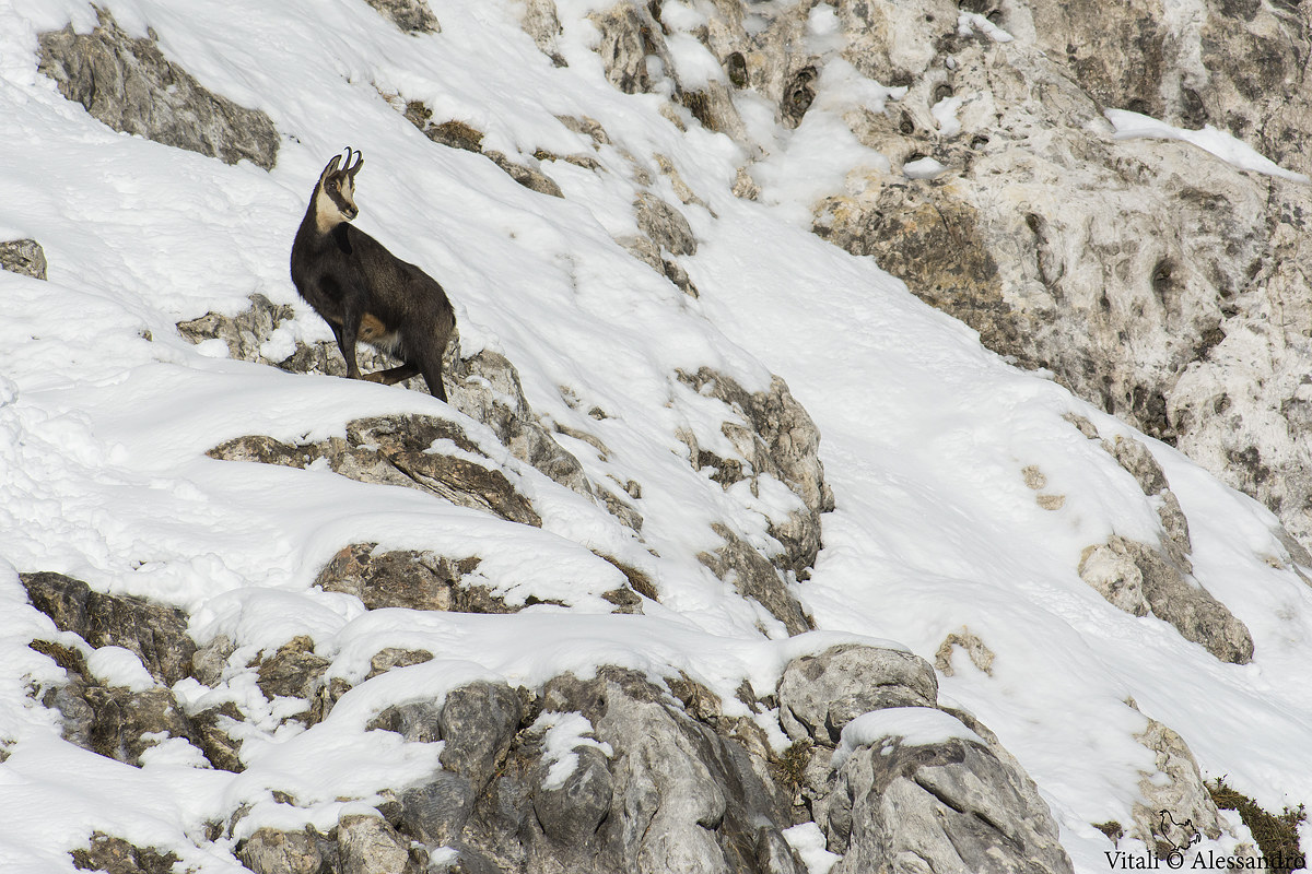 Chamois