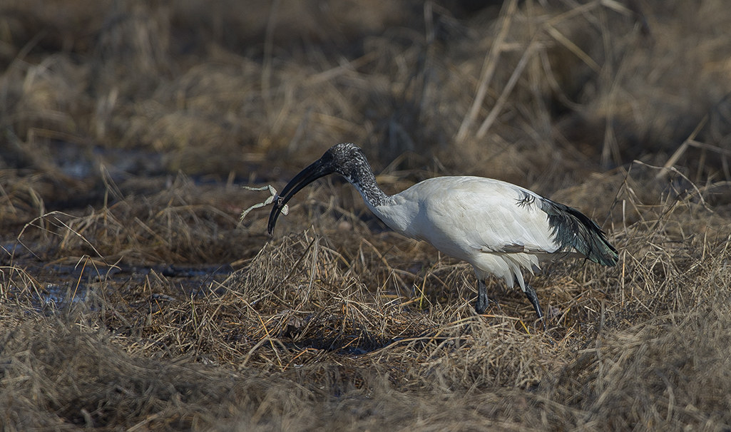 stroke of luck ...... the sacred ibis