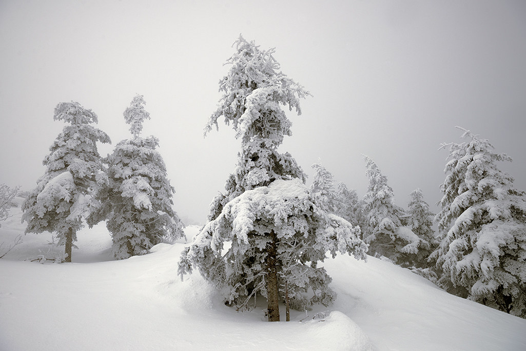 near the summit of Mount Falterona